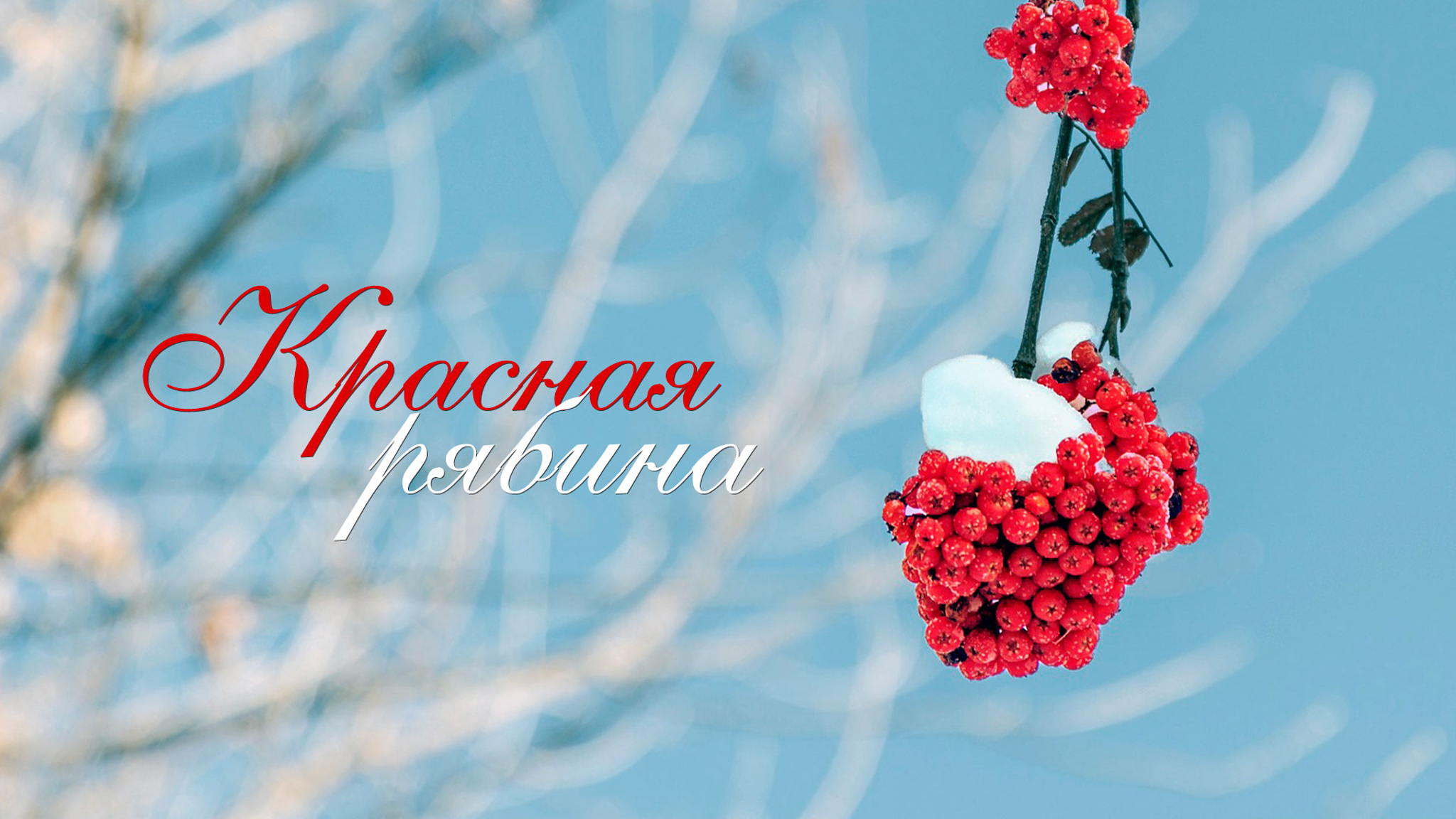 Анна Аксенова. Красная рябина