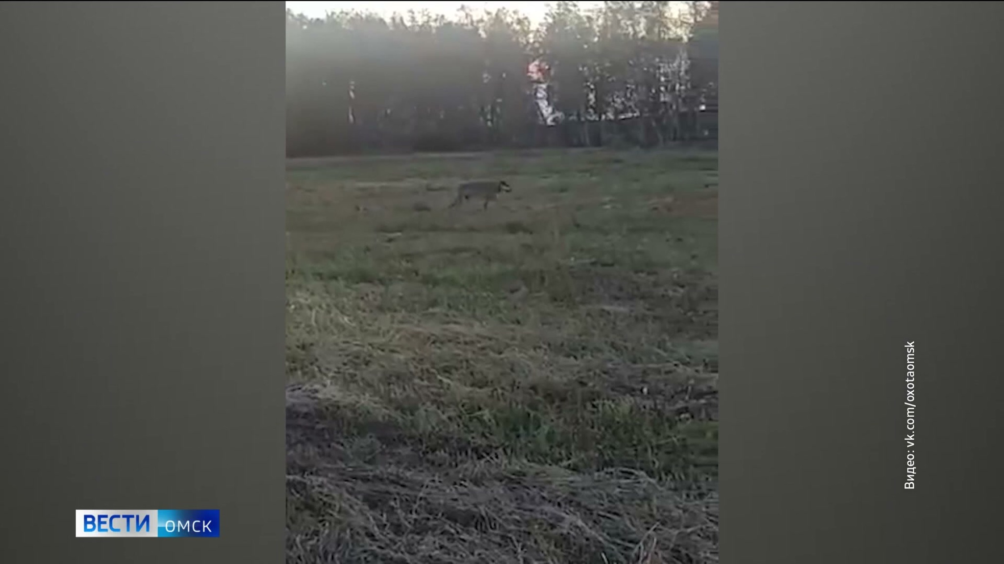 В Омской области заметили волков