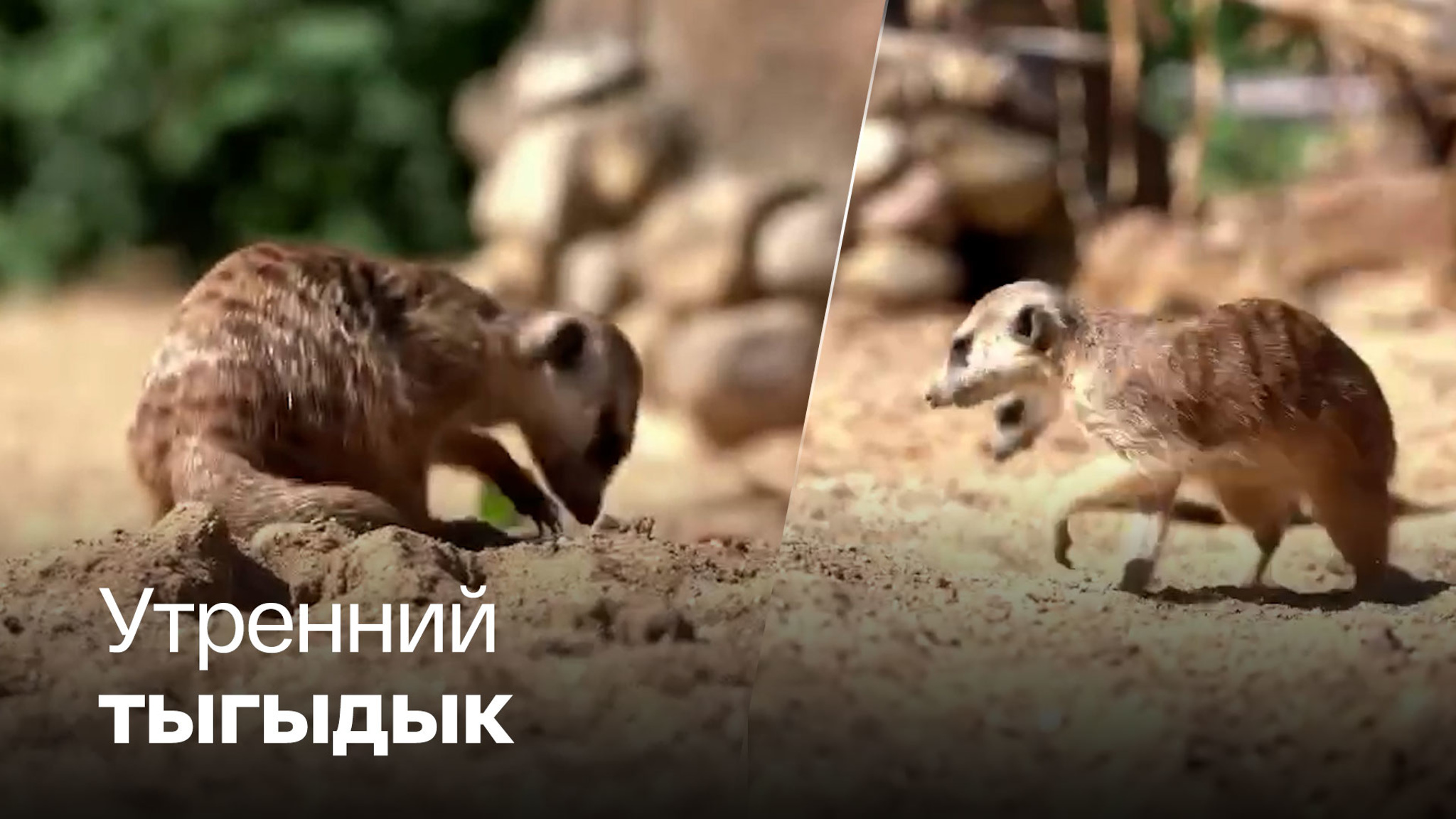 Бодрые сурикаты устроили погоню за насекомыми