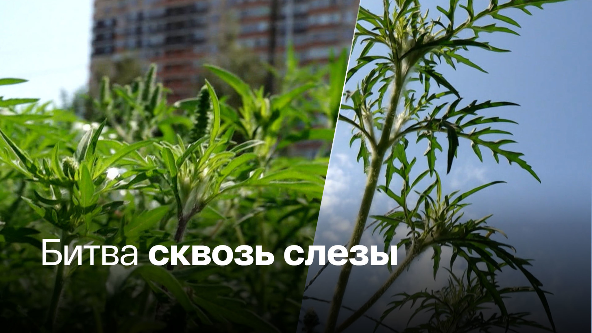Мощный аллерген сопротивляется уничтожению