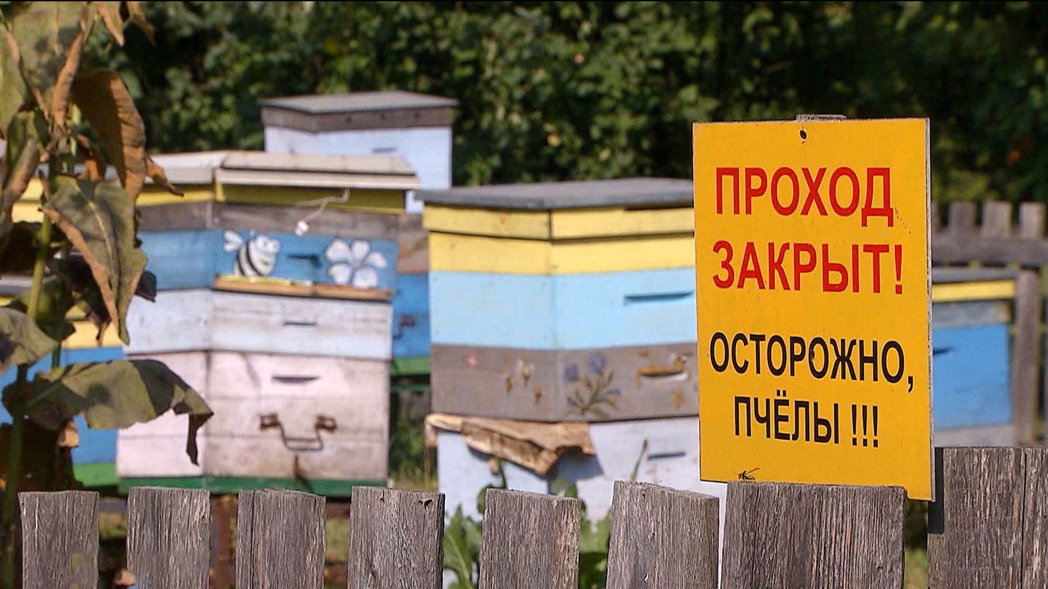 Зюганов продемонстрировал всеобъемлющие знания о пчелах и меде