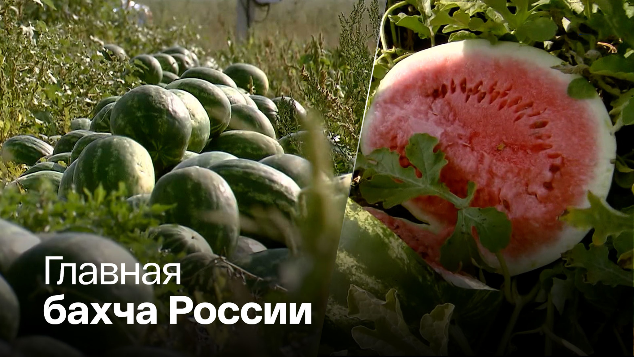Репортаж из арбузной столицы страны
