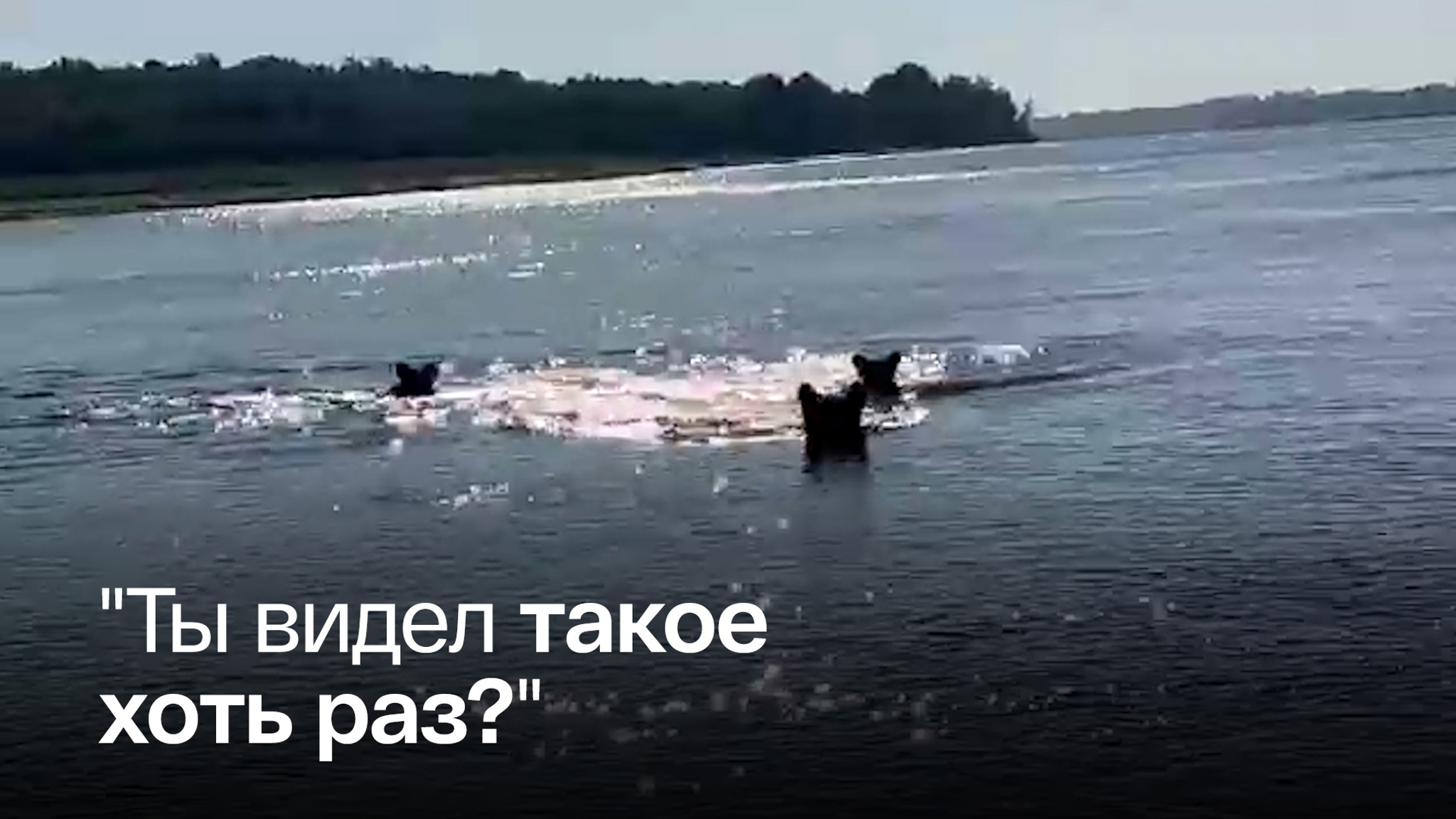 Семейство медведей пересекло вплавь Иртыш