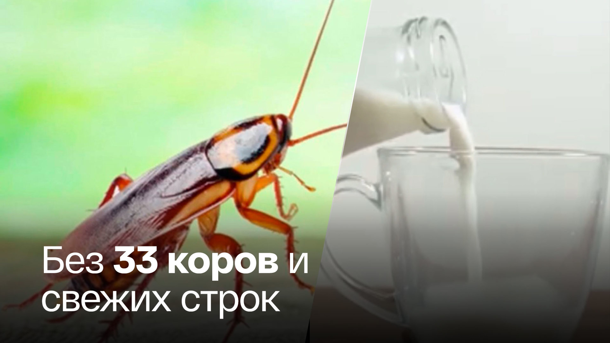 Ученые научились добывать тараканье молоко