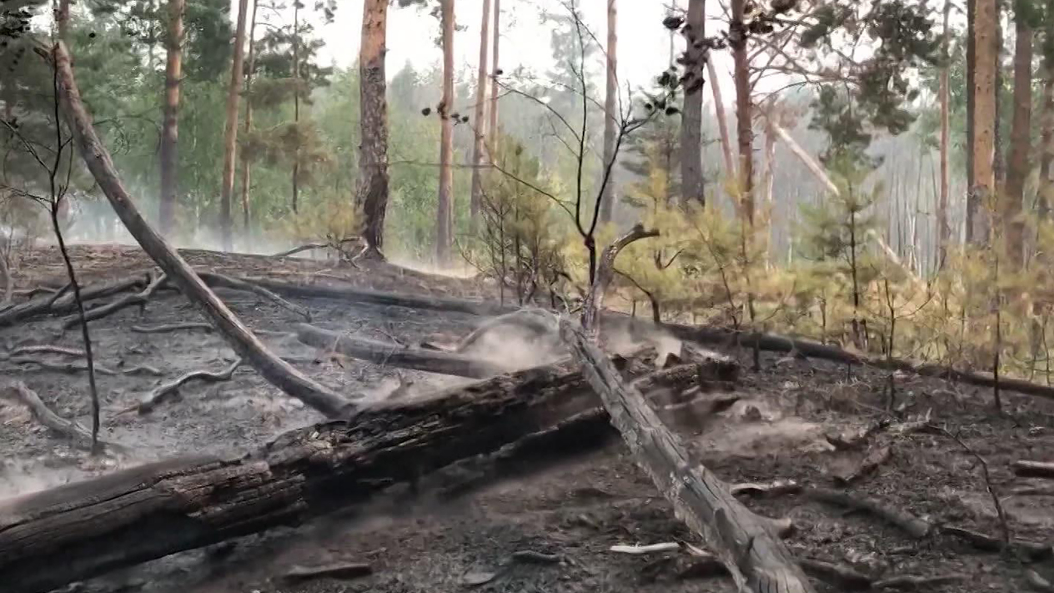 Очаги погасили, но находиться в рязанских лесах по-прежнему опасно