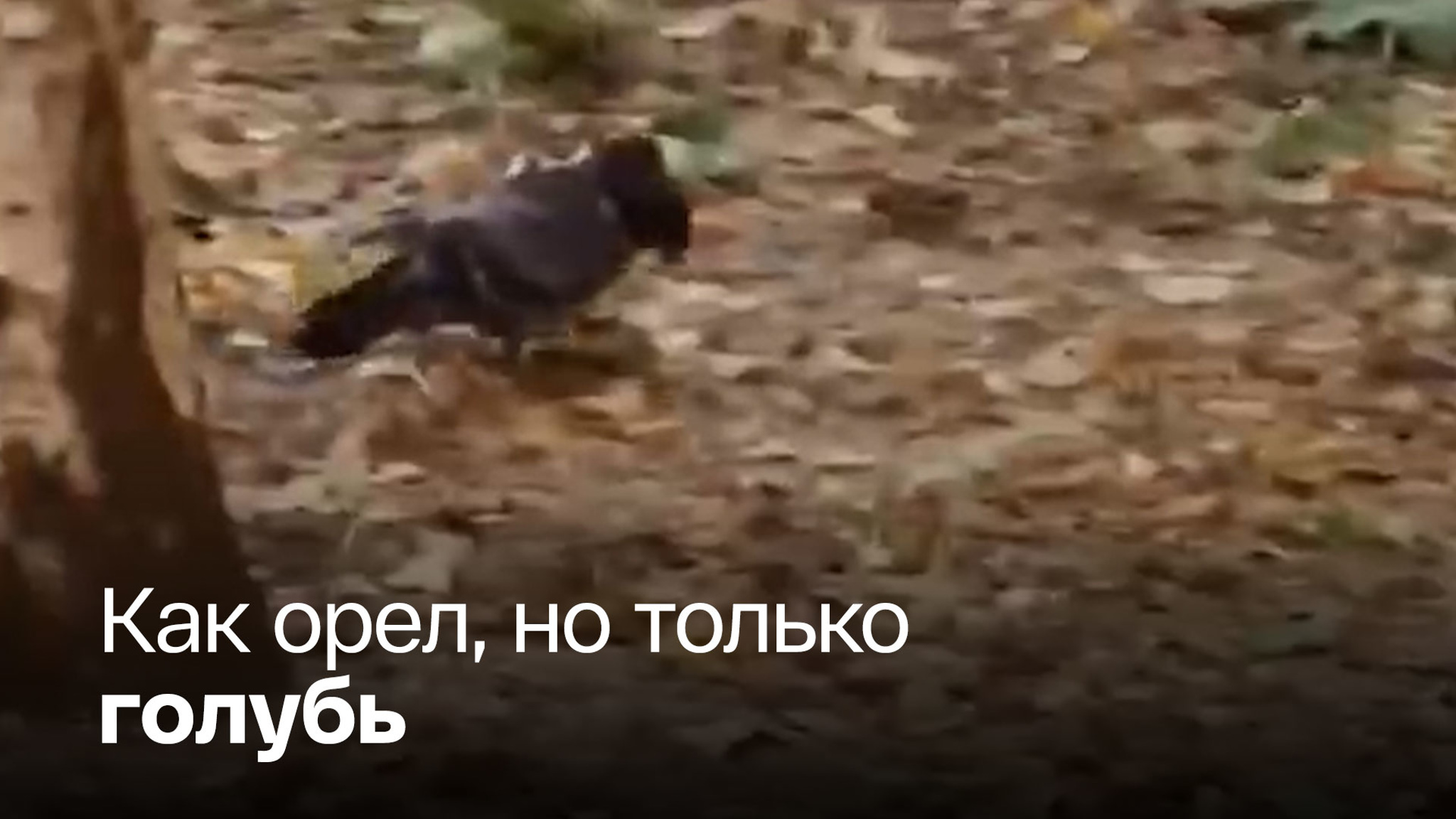В Москве обнаружили "двуглавую" птицу