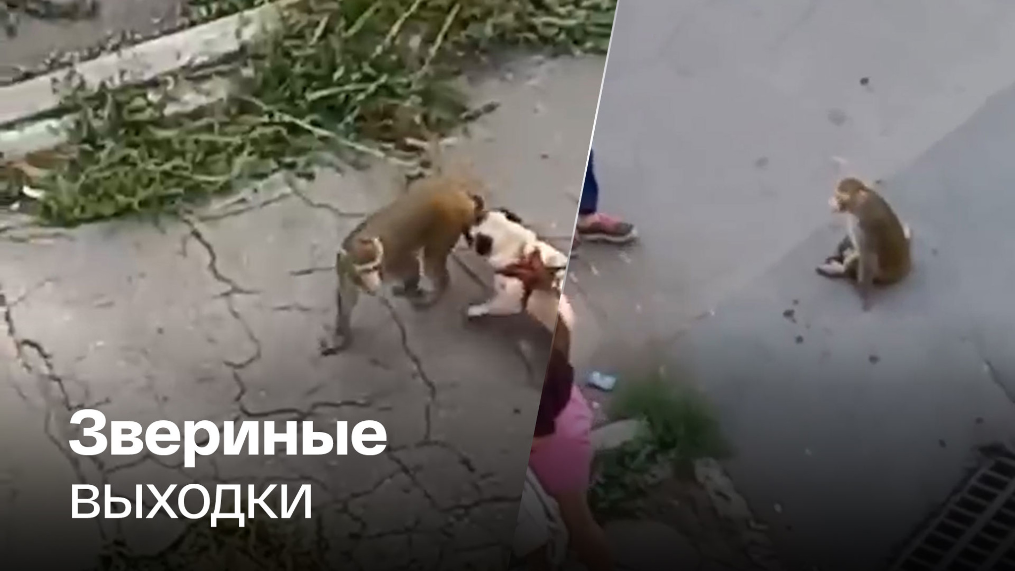 Обезьяна напала на людей в Магнитогорске