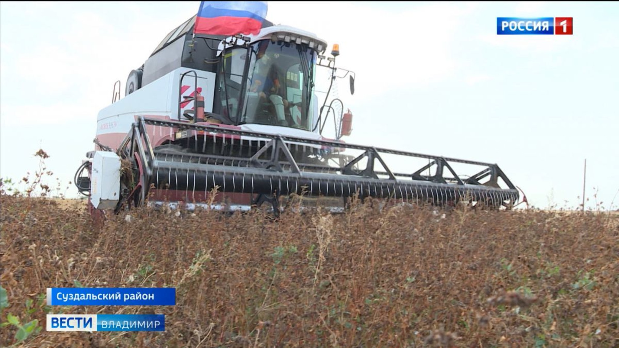 Первый урожай гречихи в Суздальском районе оставят на семена