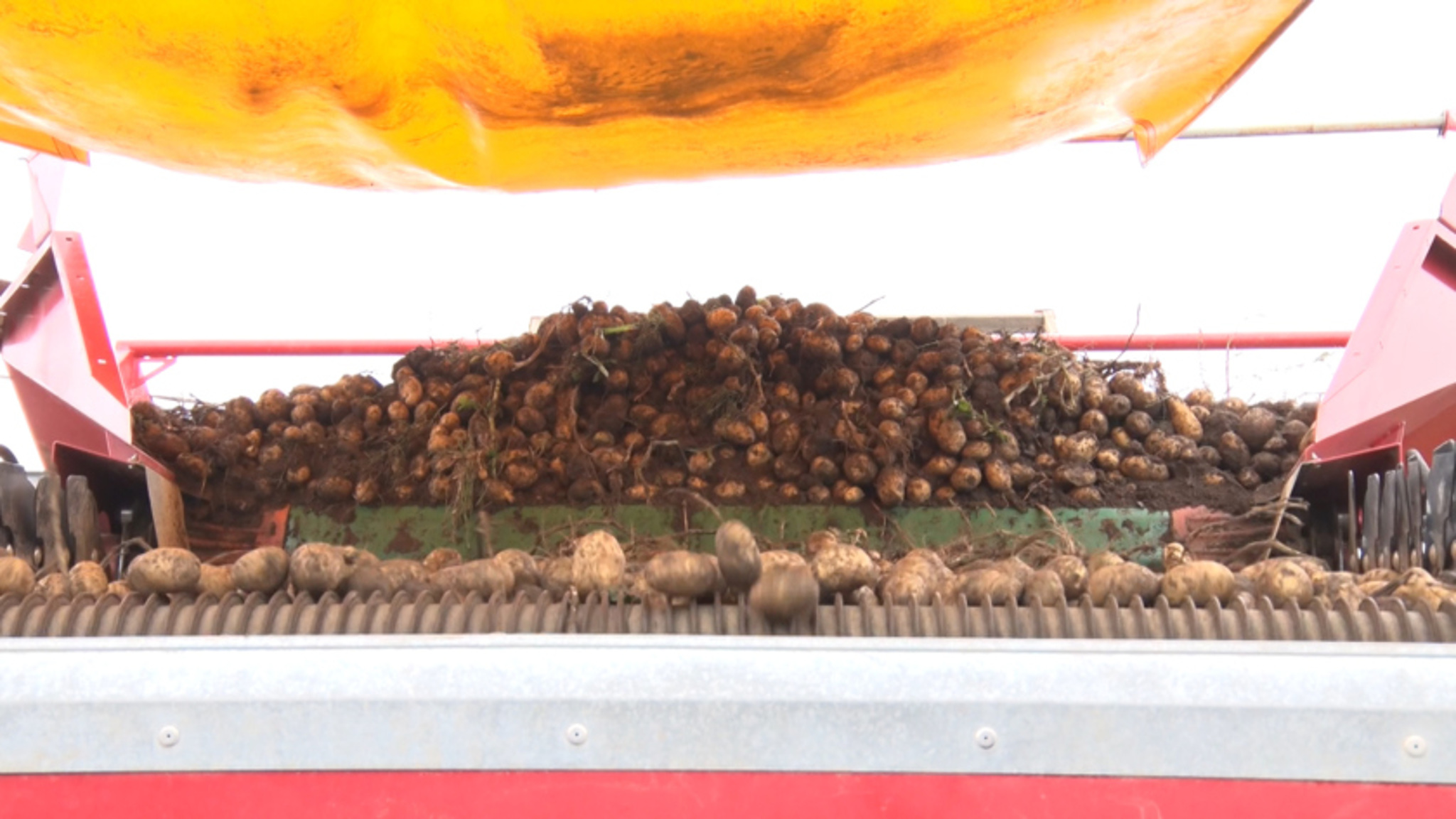 Фермеры из Гродеково ожидают хороший урожай картофеля, несмотря на засуху