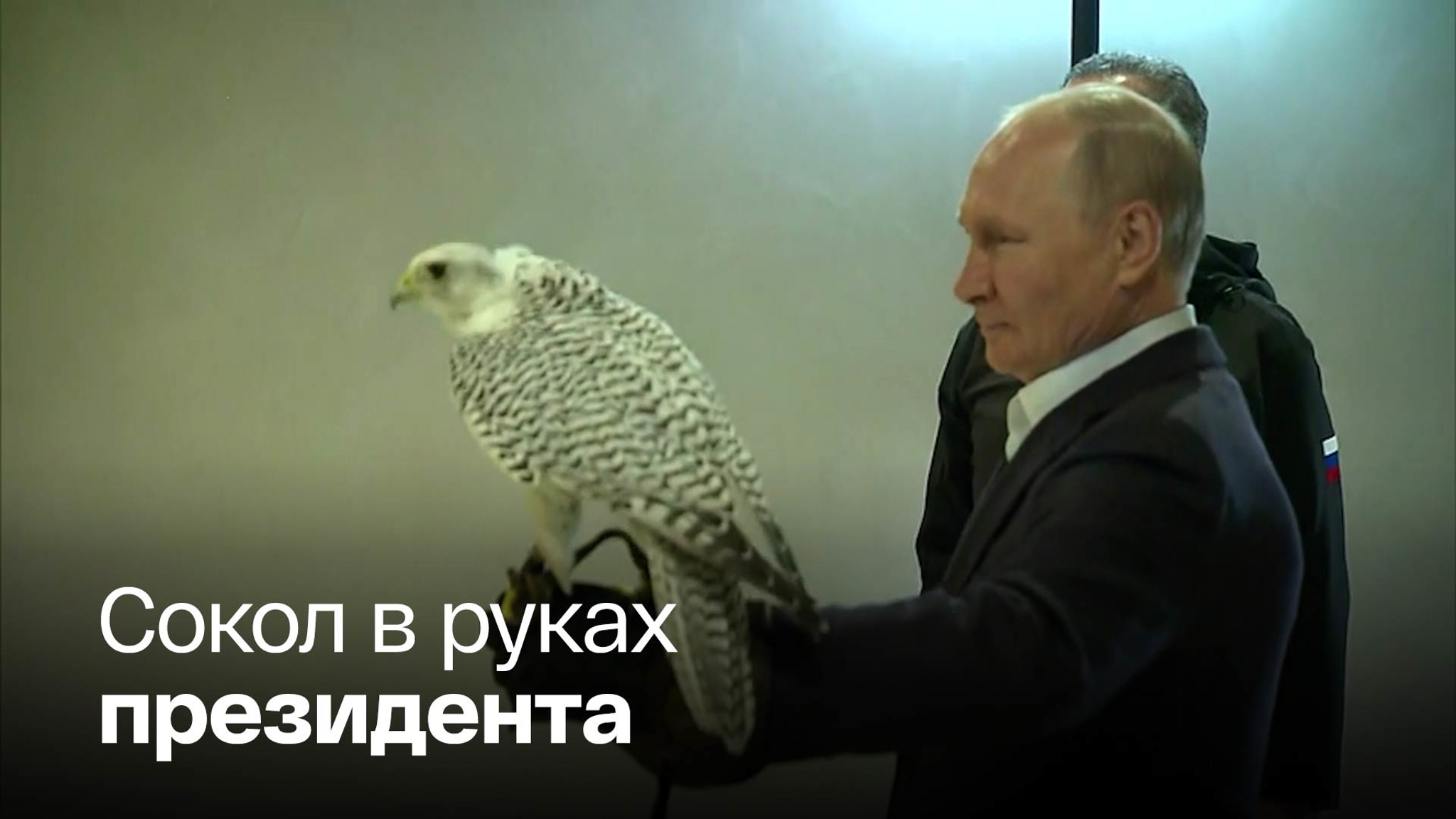 Путин покормил хищного кречета на Камчатке