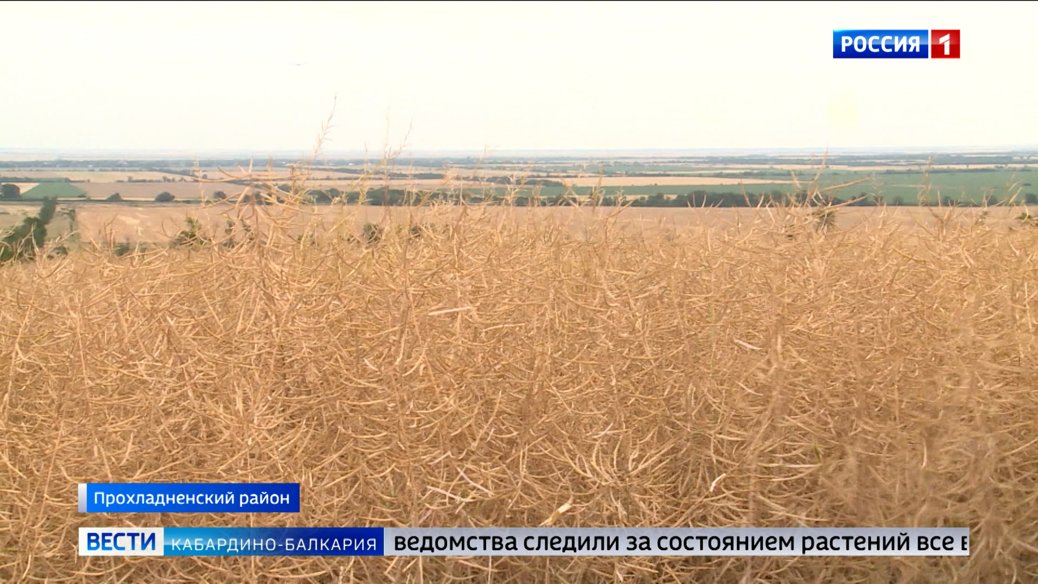Россельхознадзор проверяет сельхозпродукцию, отгружаемую в российские регионы из КБР