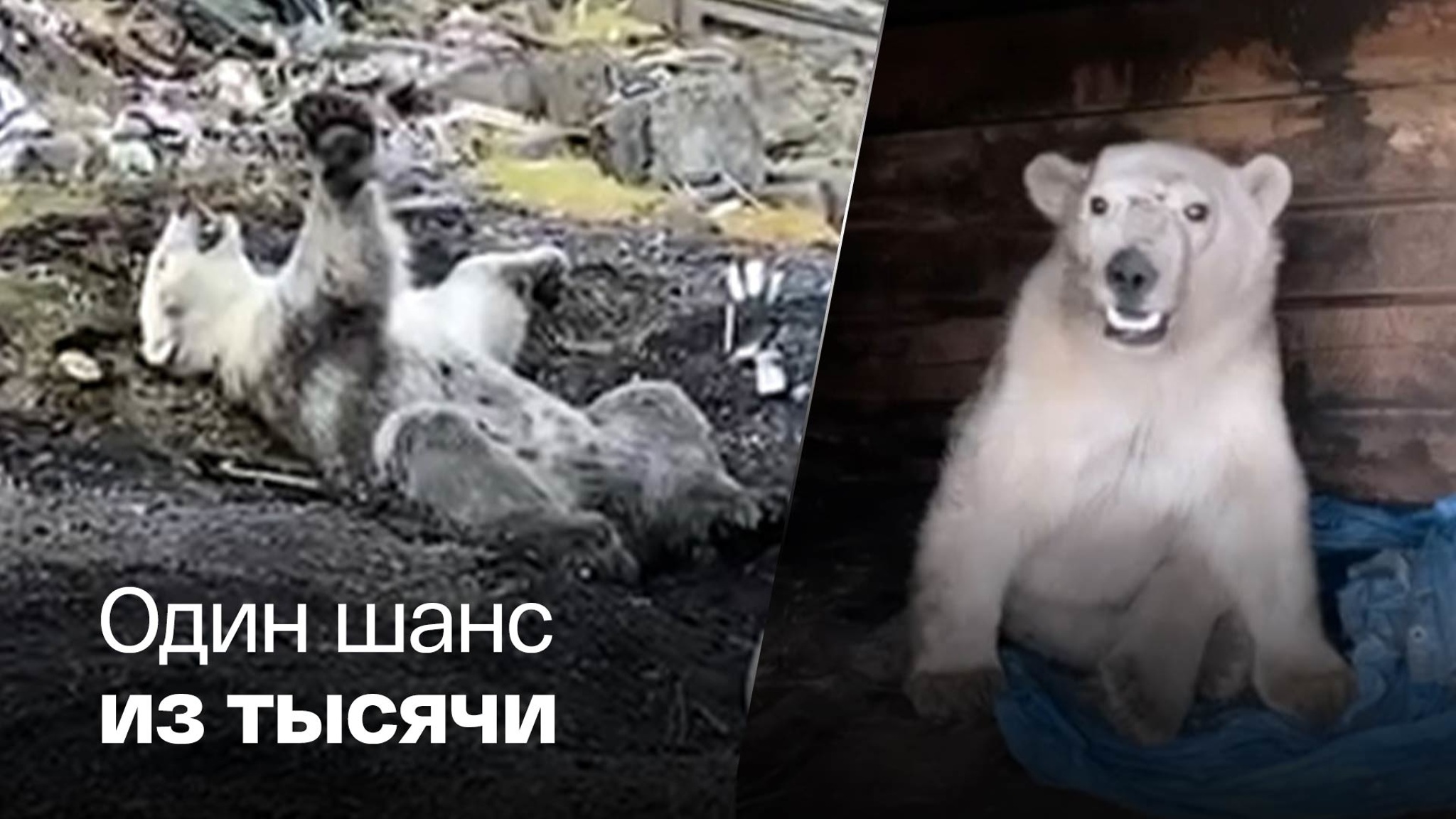В Диксоне снова попала в беду белая медведица