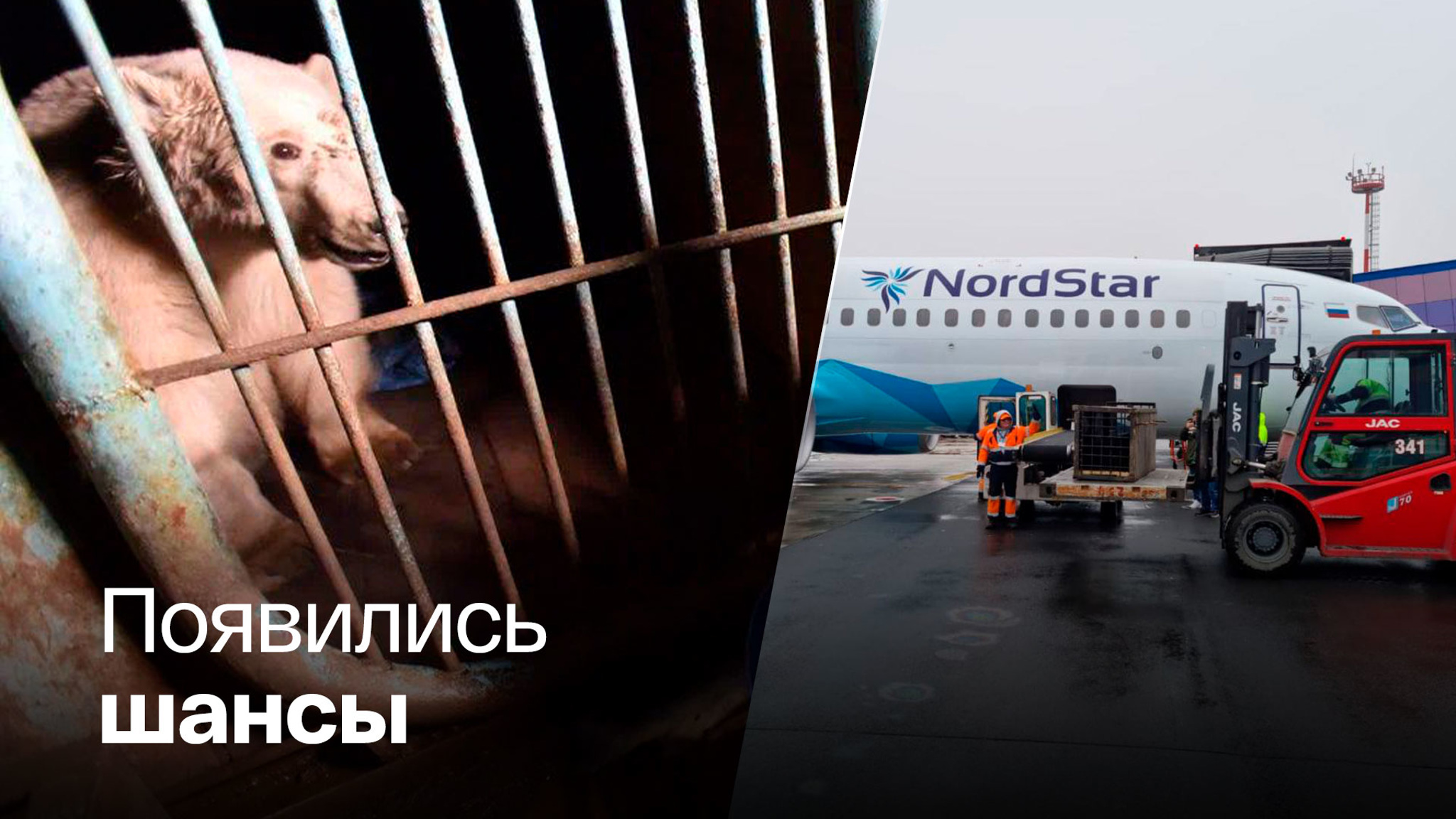 Раненую медведицу из Диксона привезли в Москву
