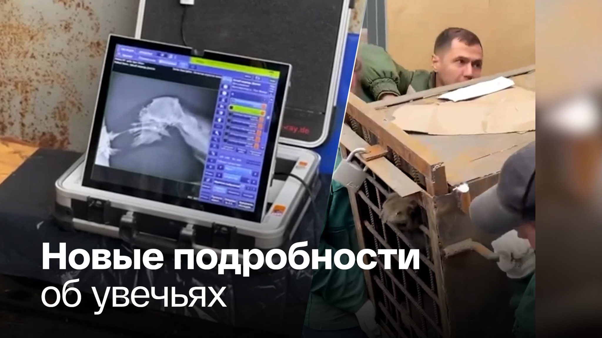 Белая медведица проходит обследование в Москве