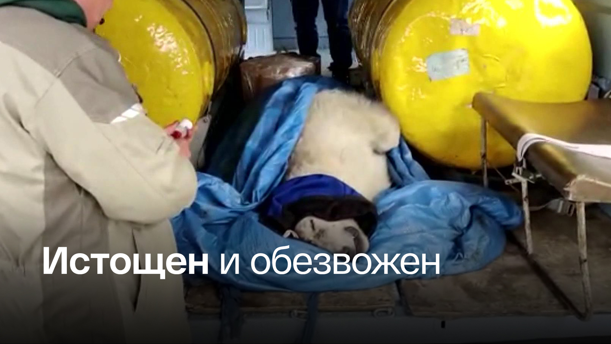 Раненая "медведица" оказалась молодым самцом