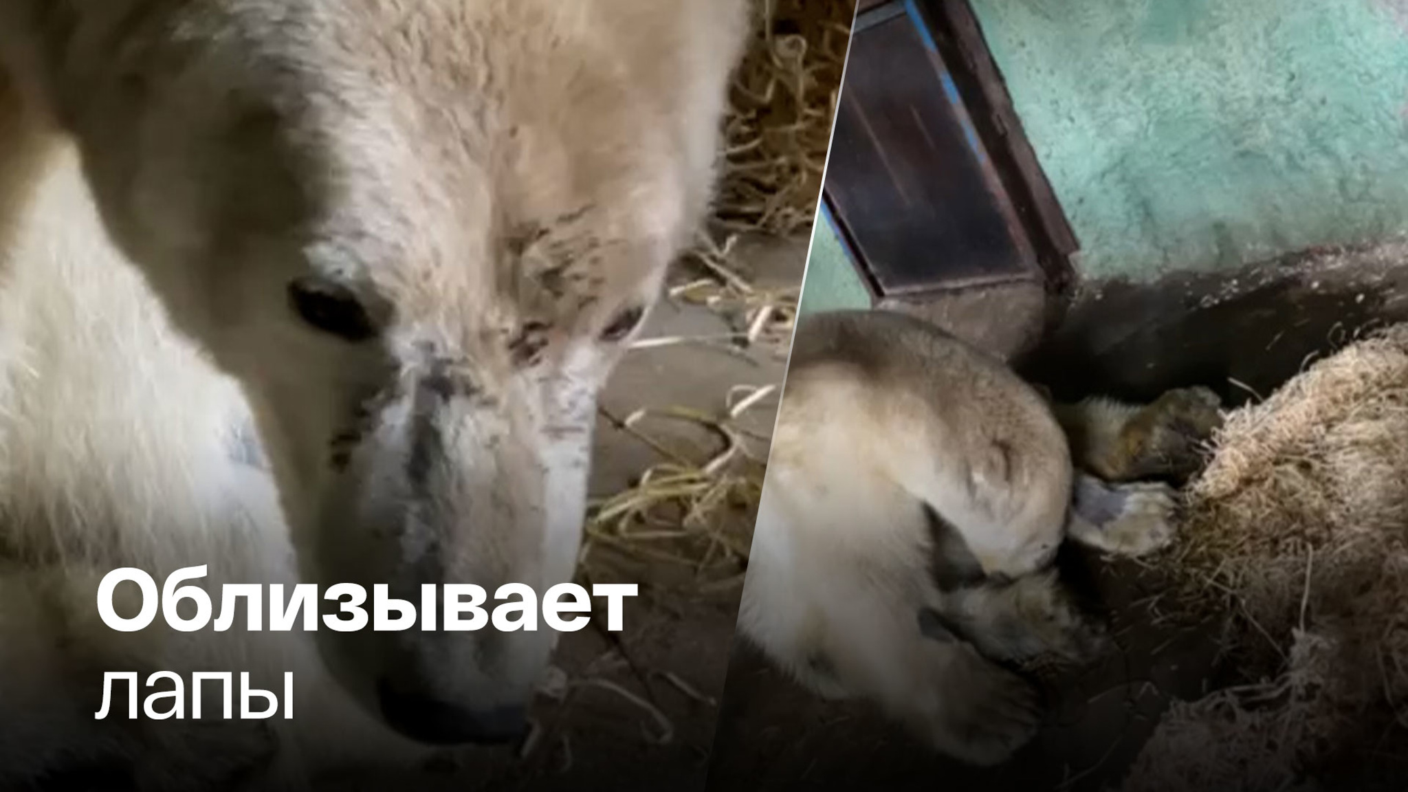 Раненого медведя отправят на обследование