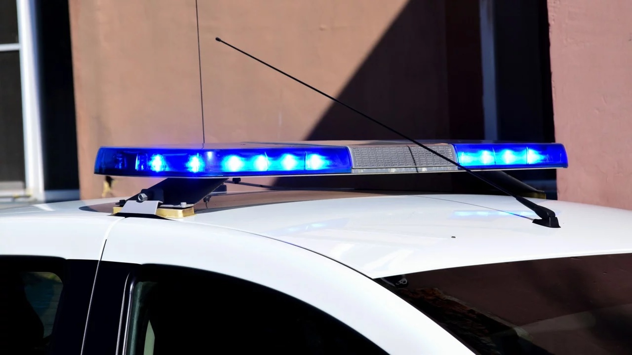 Полиция Челябинска разбирается в жестоком убийстве собаки