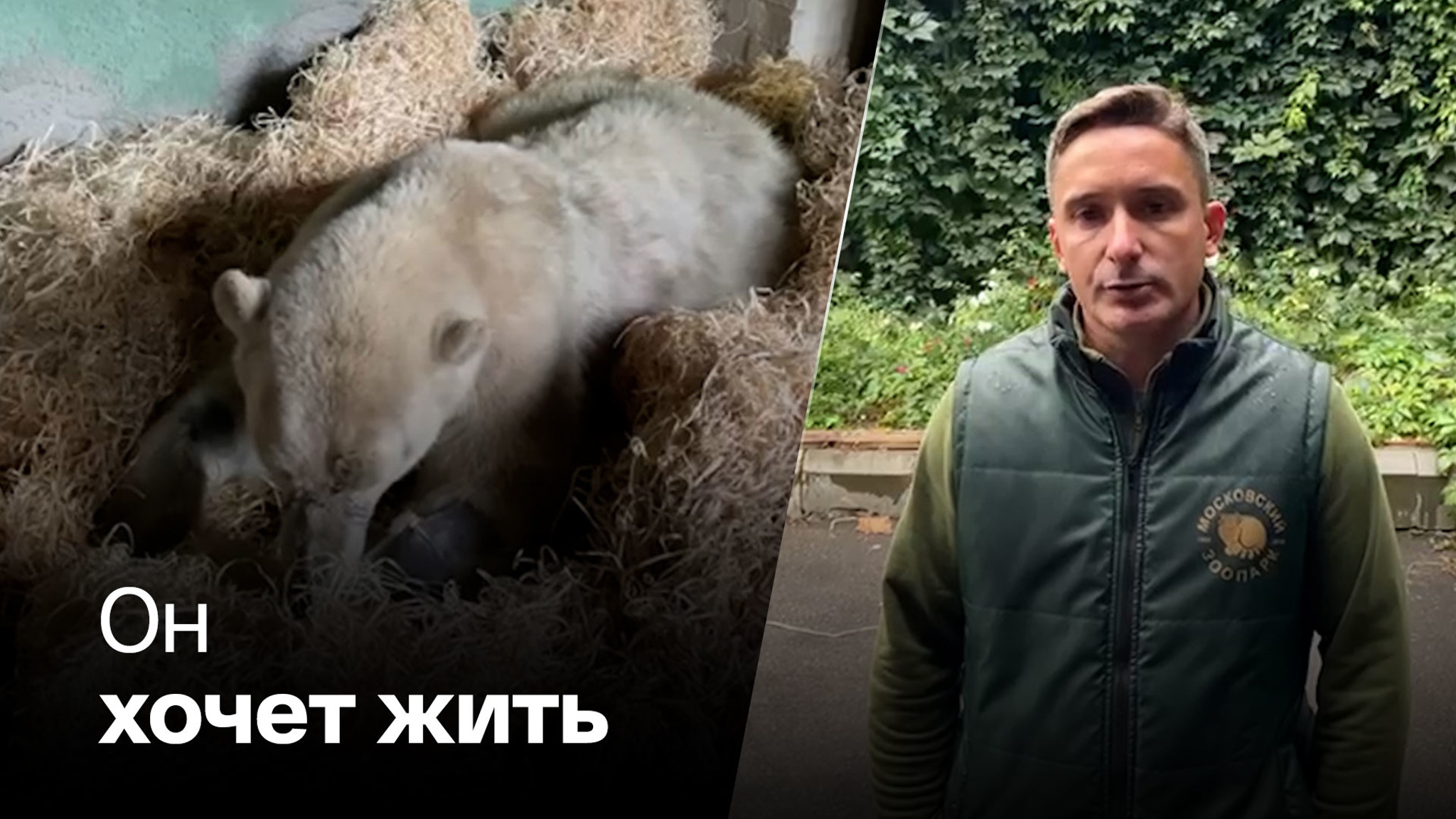 Раненый медведь выглядит "бодрячком"