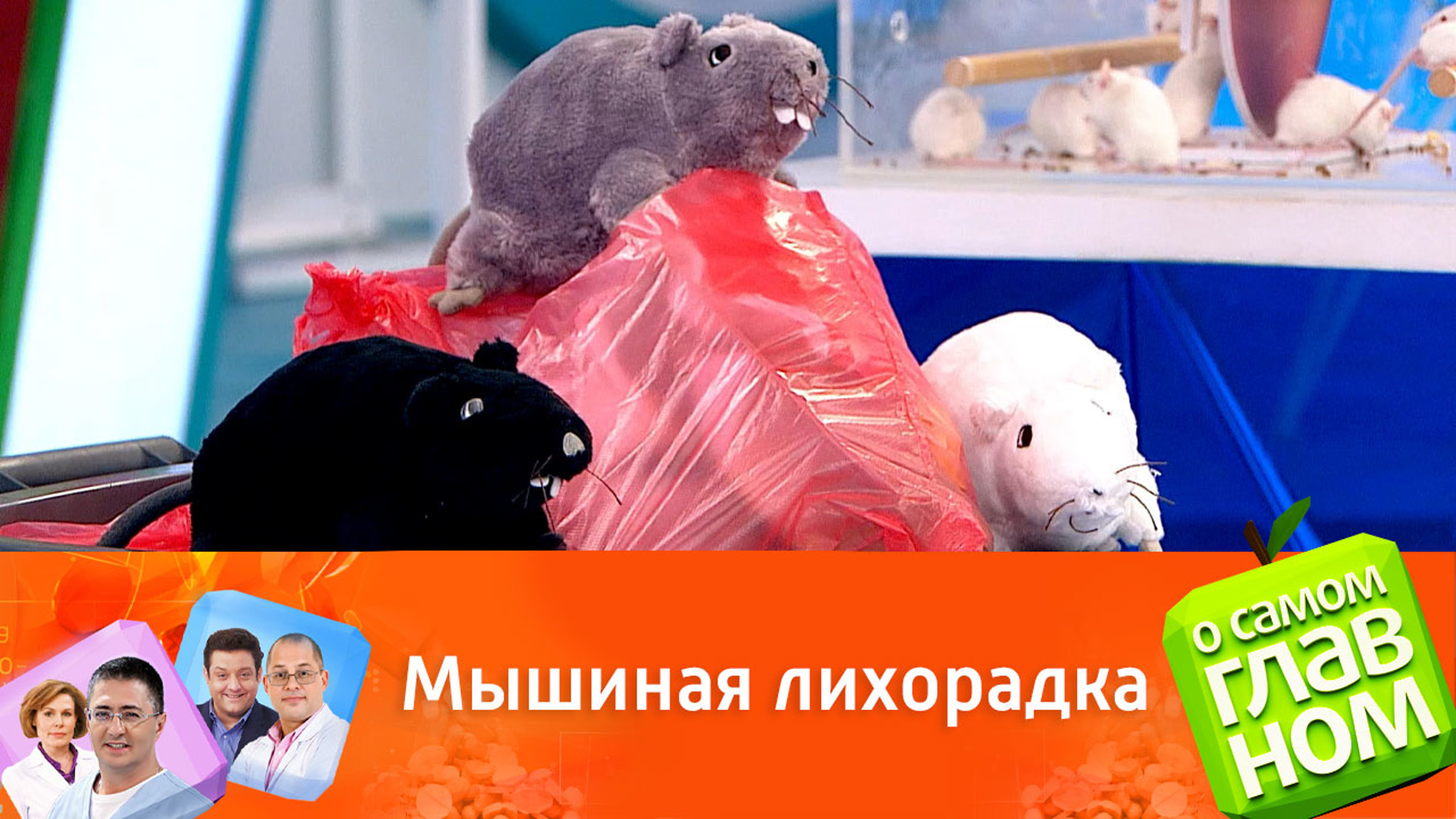 Геморрагическая лихорадка с почечным синдромом:  чем опасна, как не заболеть