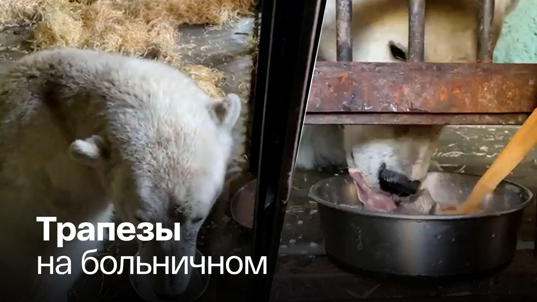 У раненого медведя Диксона хороший аппетит