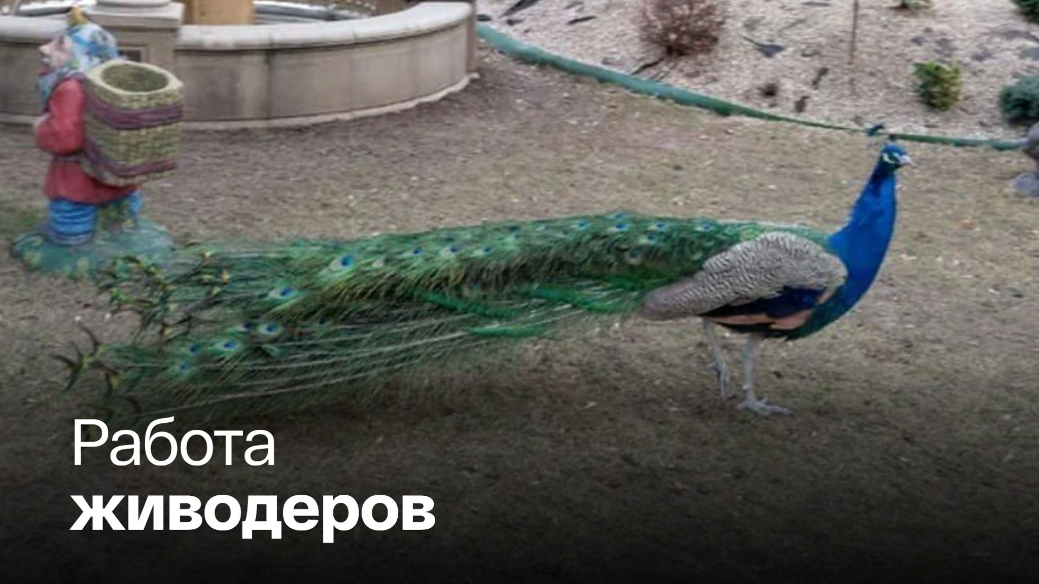 В столичном кафе нашли семь убитых павлинов