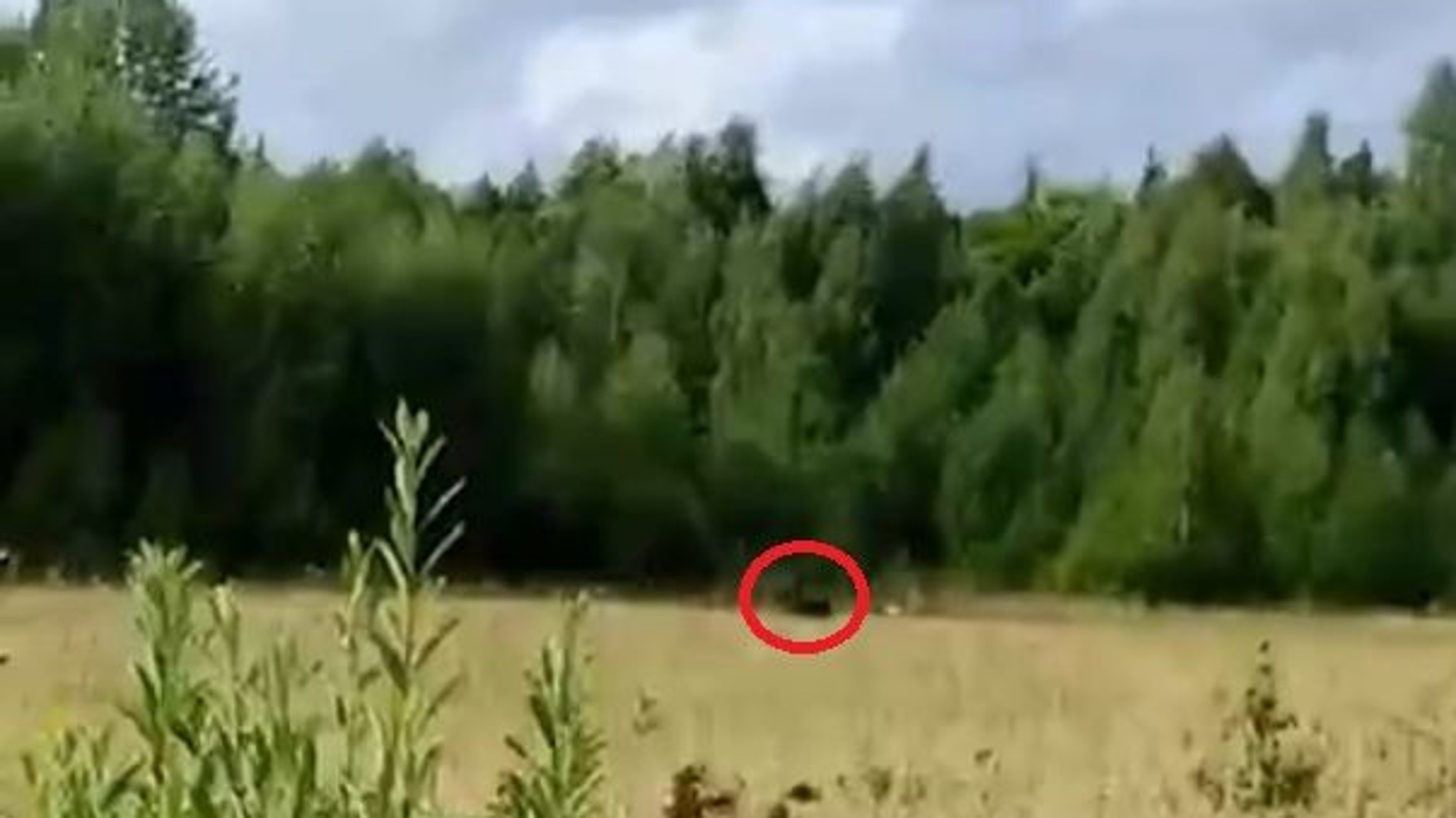 Медведицу с выводком заметили под Ижевском