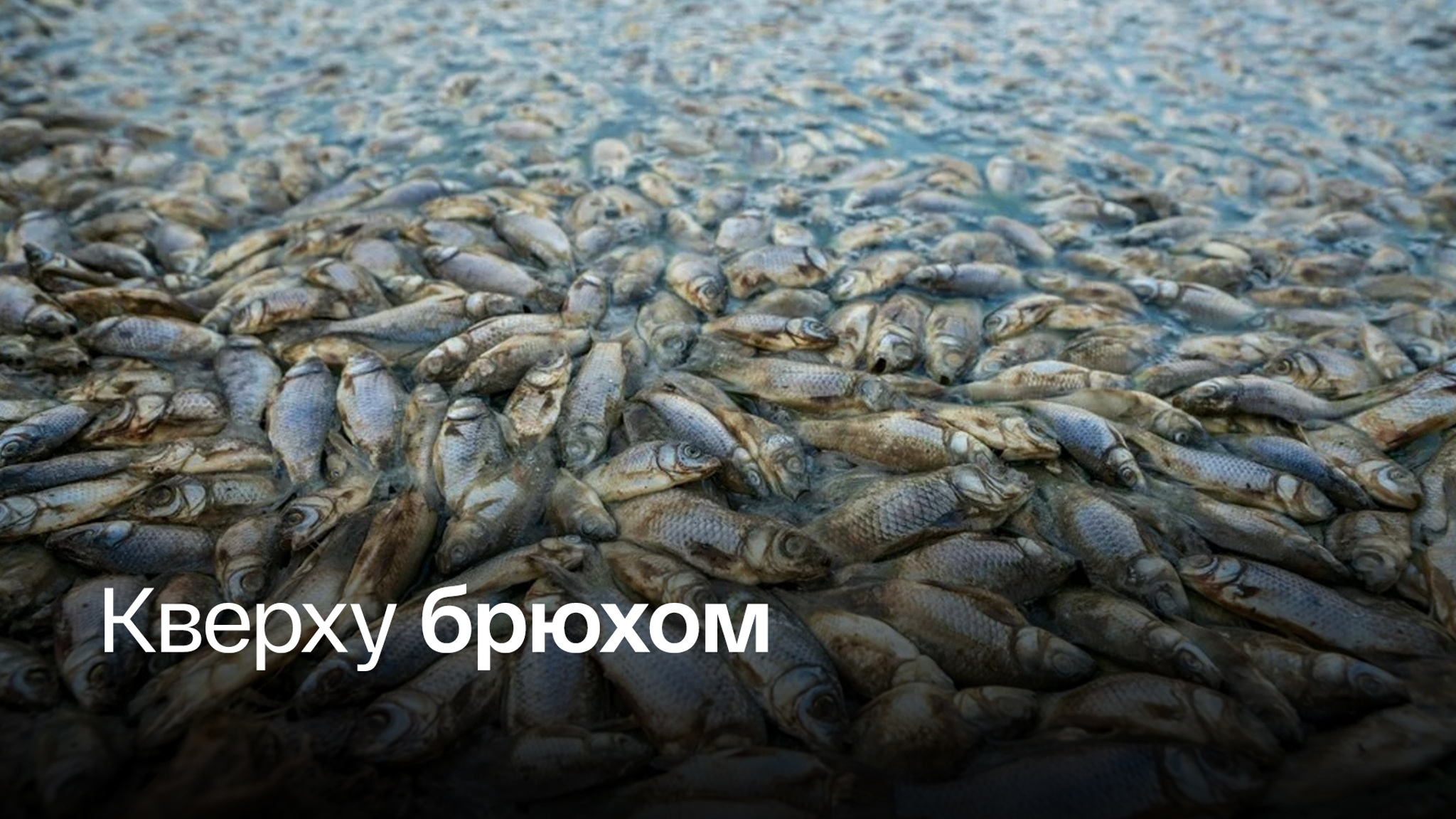 На Сахалине погибли десятки тонн рыбы