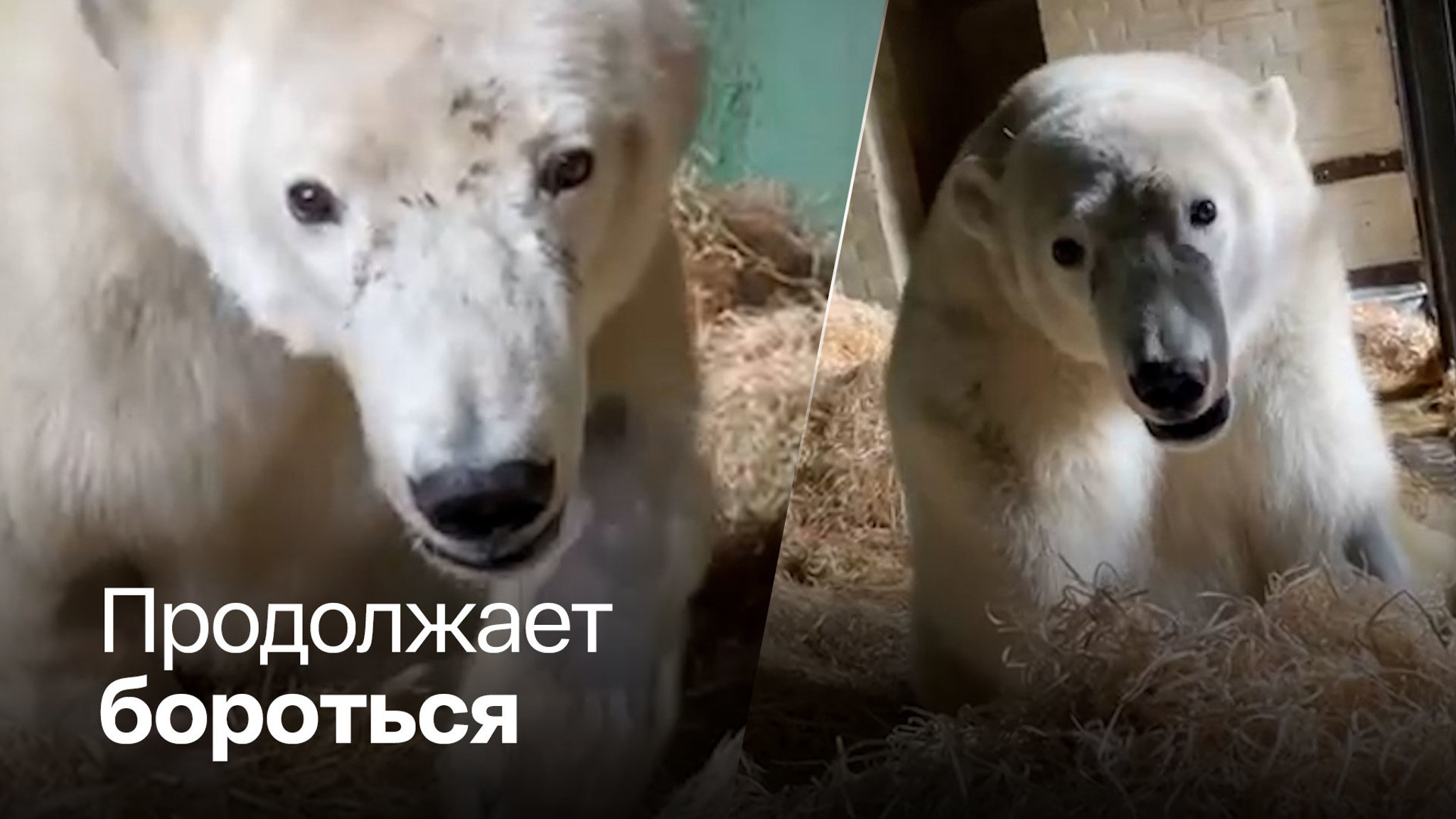 Диксон стал вести себя более активно