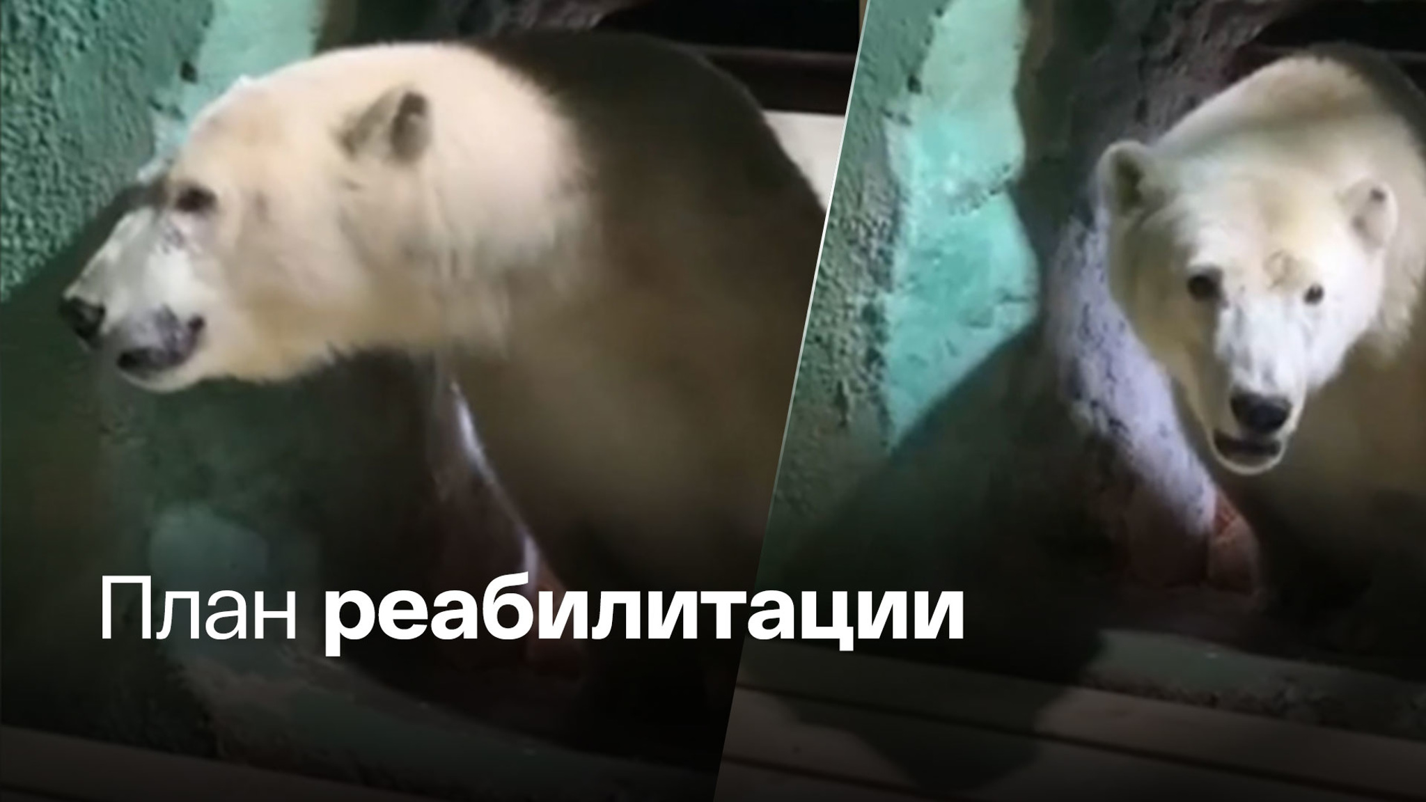 Медведю Диксону прописали лечебную физкультуру