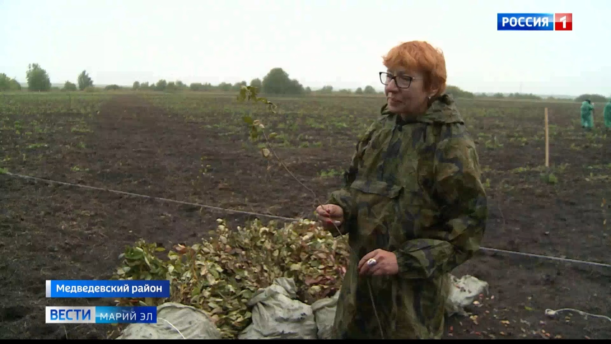 Массовую посадку черноплодной рябины возобновили в Марий Эл