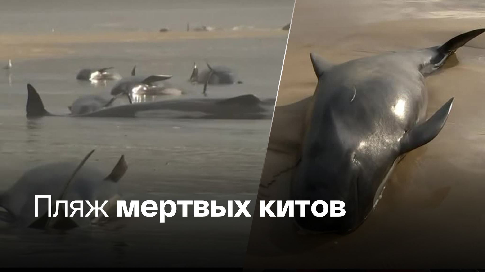 Стая черных дельфинов попала в смертельную ловушку в Тасмании