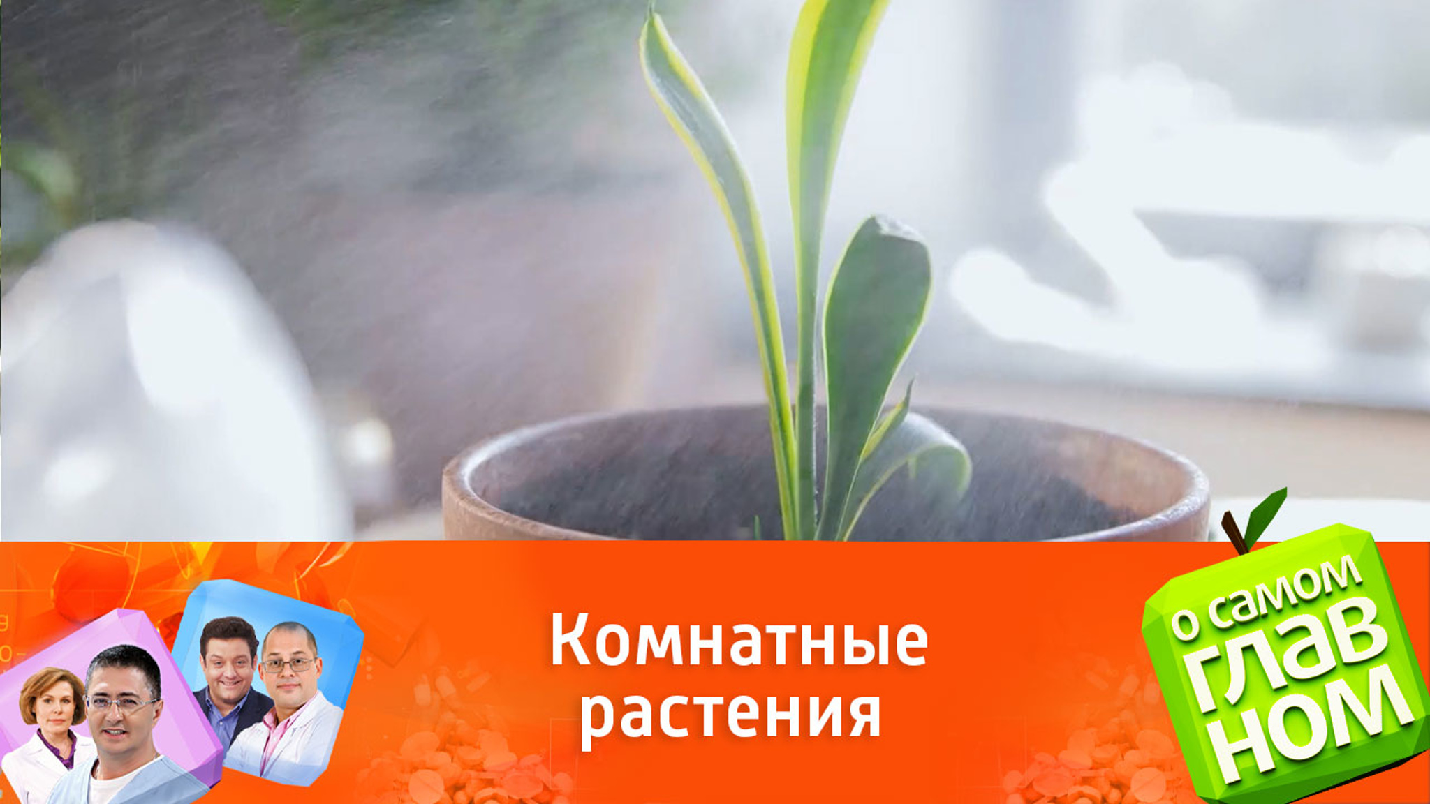 Интересные факты о домашних растениях