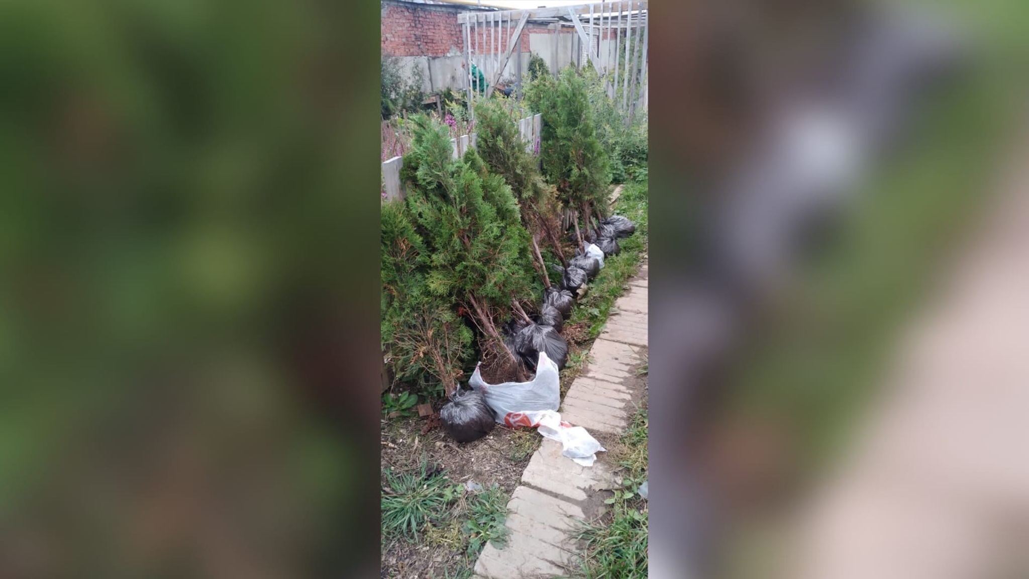 В Тутаевском районе нашли подозреваемого в массовой пропаже туй
