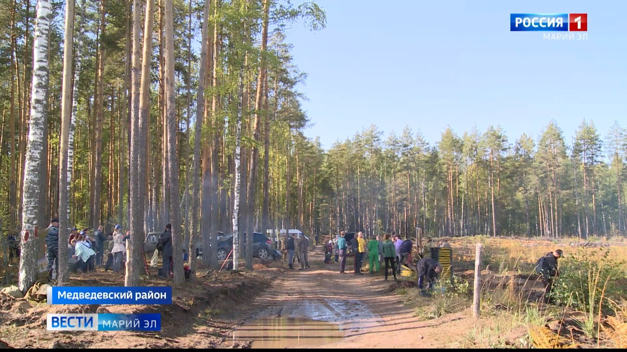 Более 60 тысяч деревьев посадили в Марий Эл в рамках акции "Лес Победы"