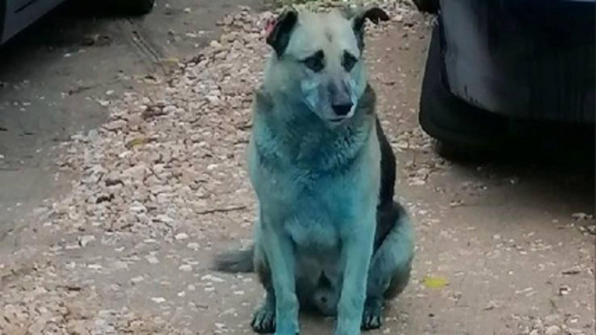В Дзержинске снова заметили голубых собак