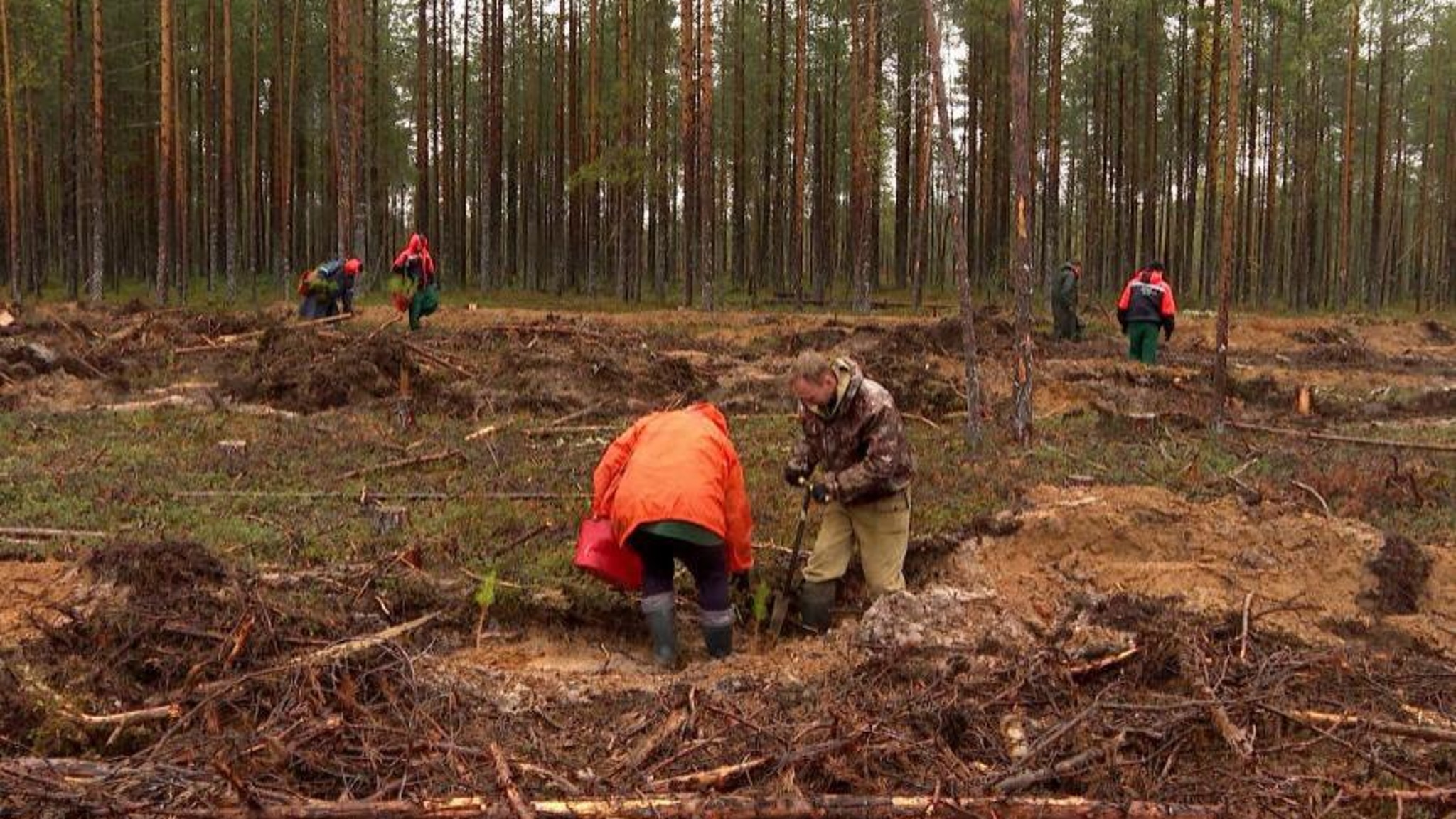 В Архангельской области подводят итоги Всероссийской акции "Сохраним лес"