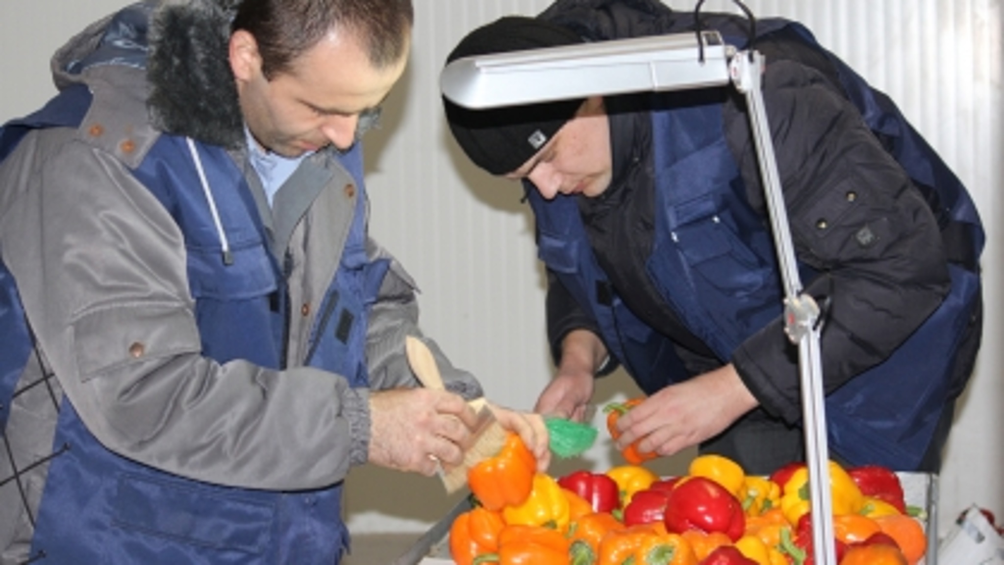 В Дагестане Россельхознадзор обнаружил около 73 тонн зараженных овощей и фруктов