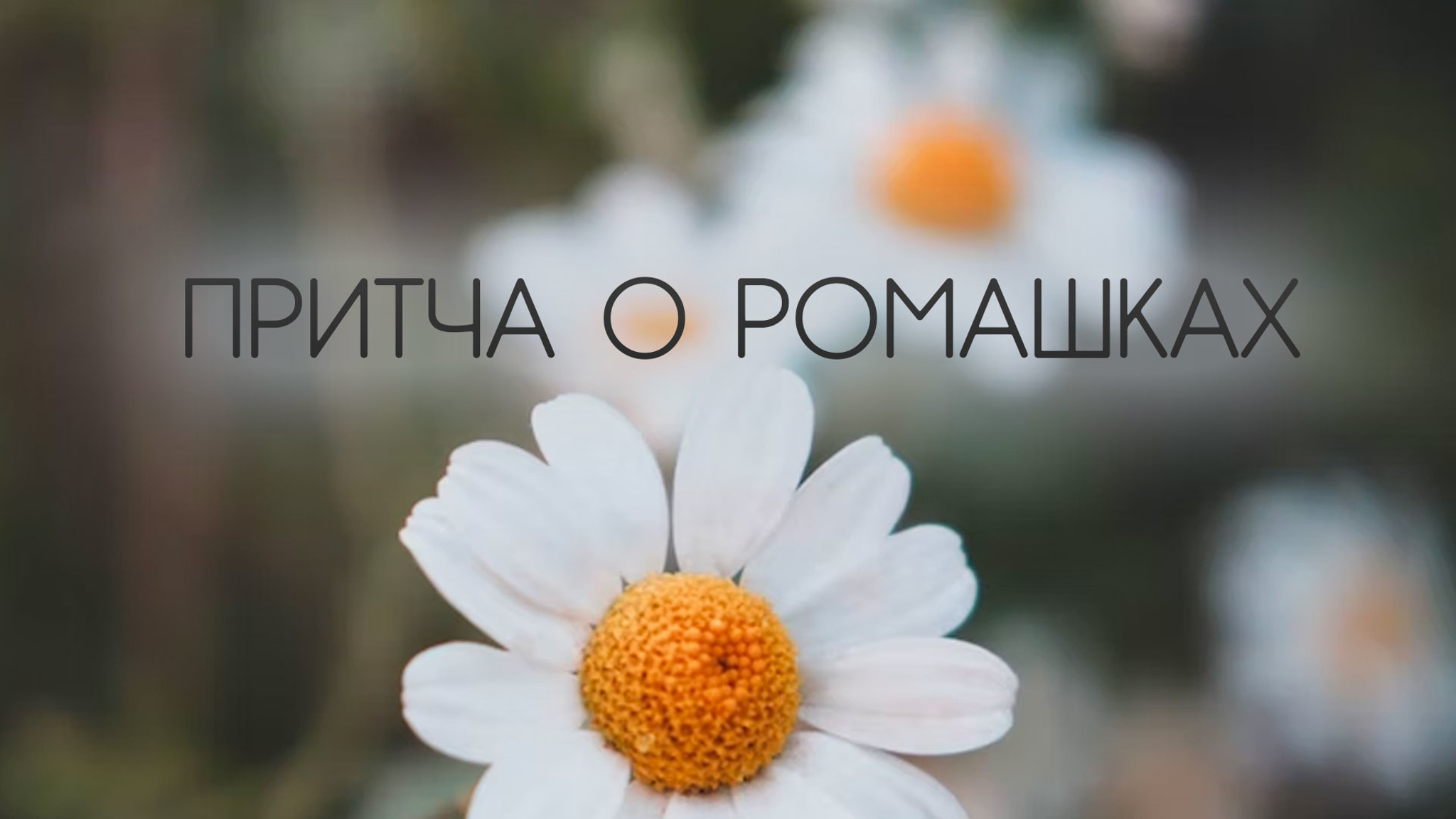 Притча о ромашках