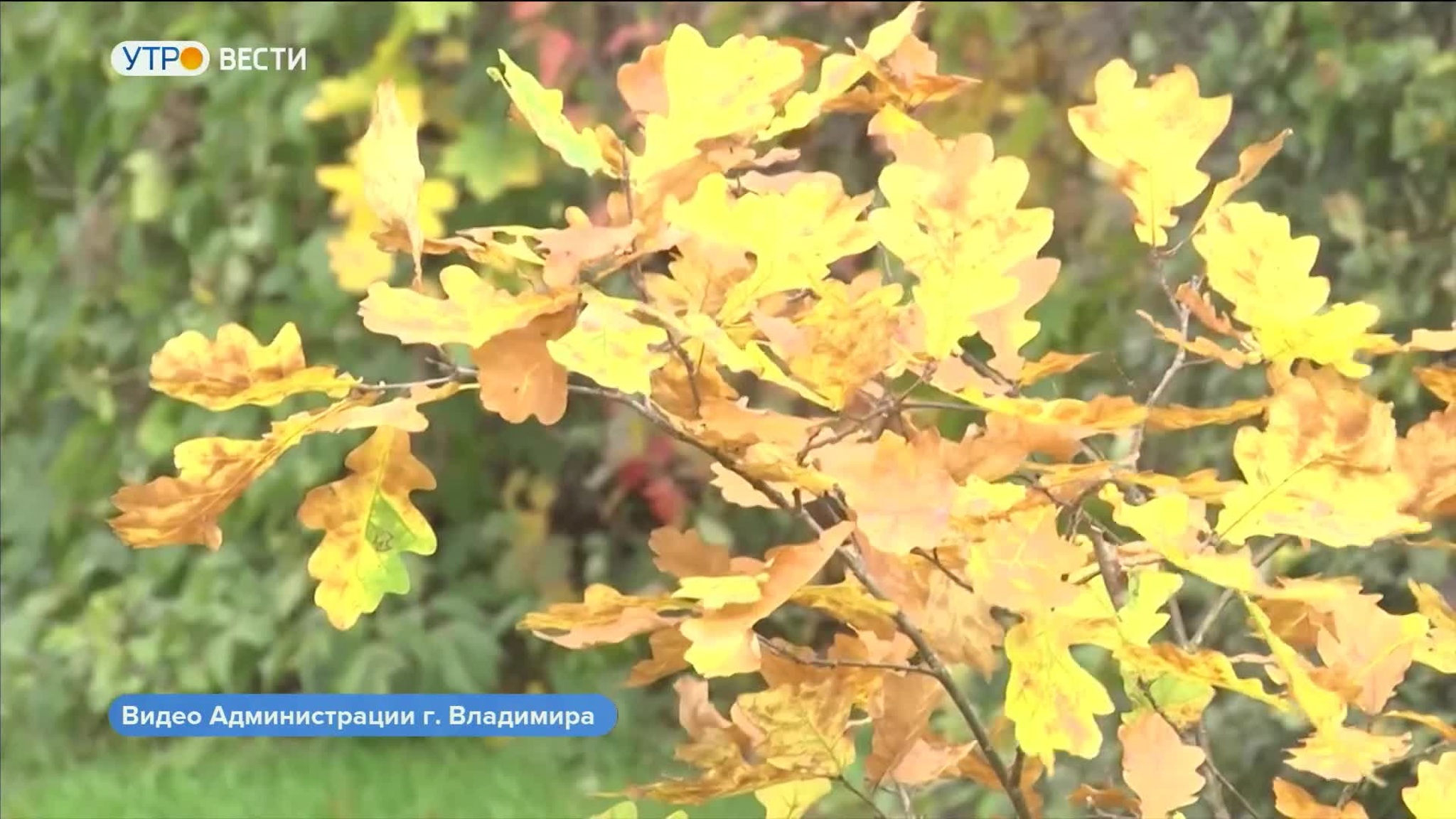 Владимирцам предлагают присоединиться к озеленению города