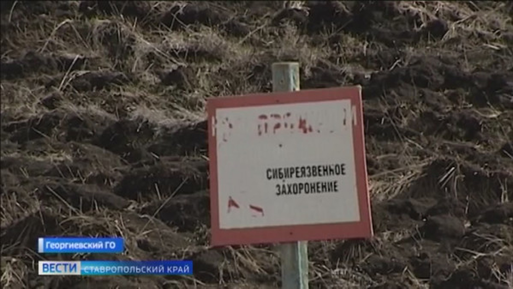 На Ставрополье разрыли скотомогильник со спорами сибирской язвы