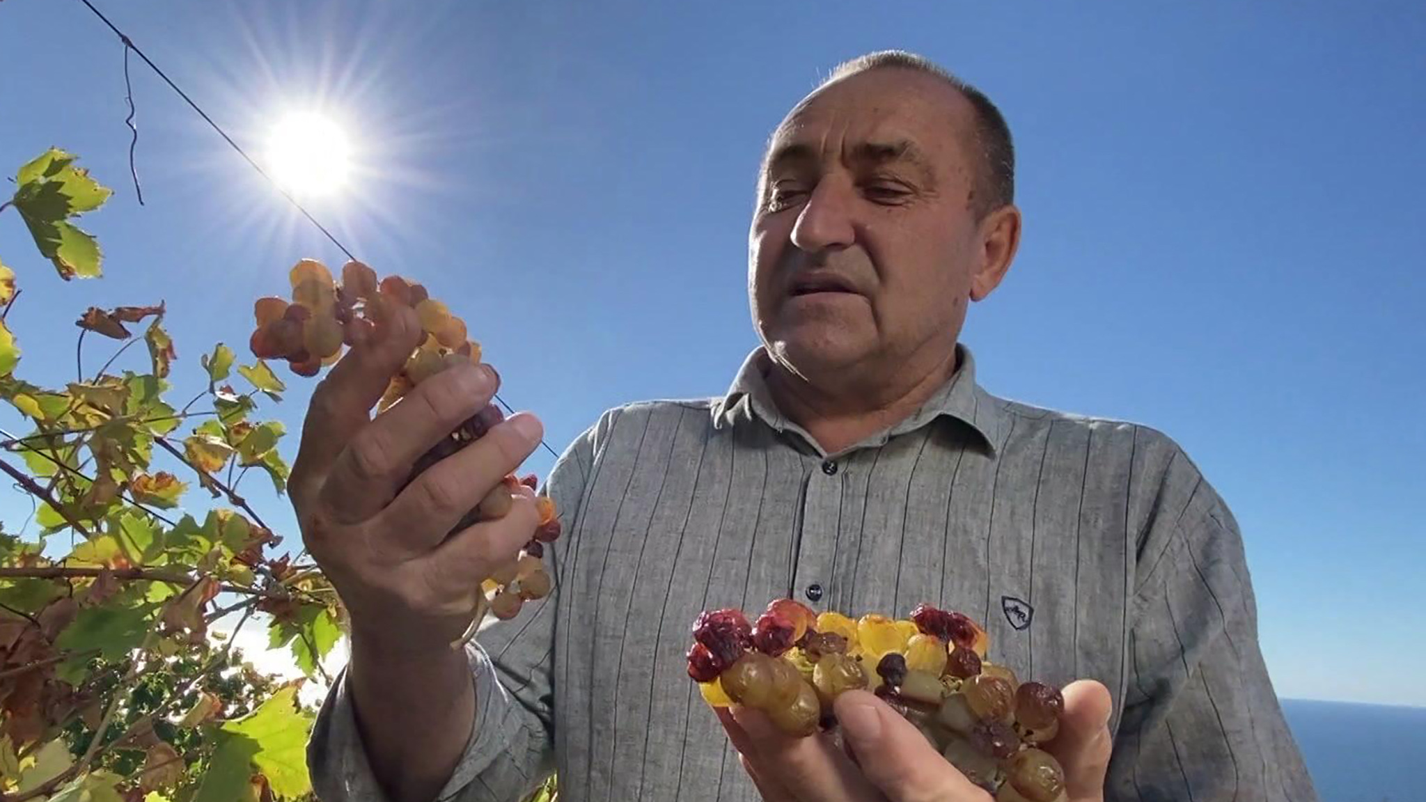 Виноградная лоза дает импульс экономике