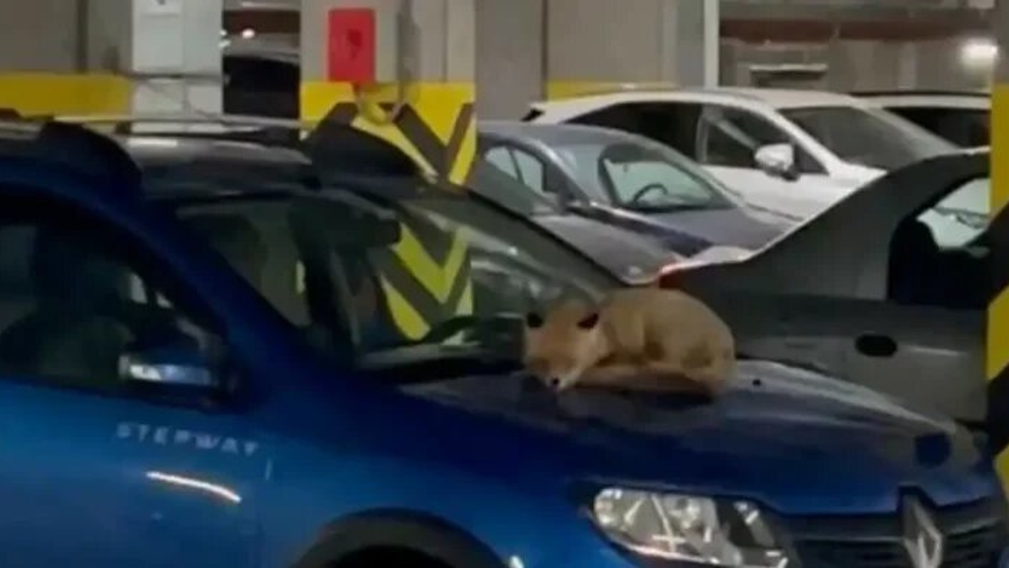 Спящую на капоте иномарки лису сняли на видео жители Иннополиса