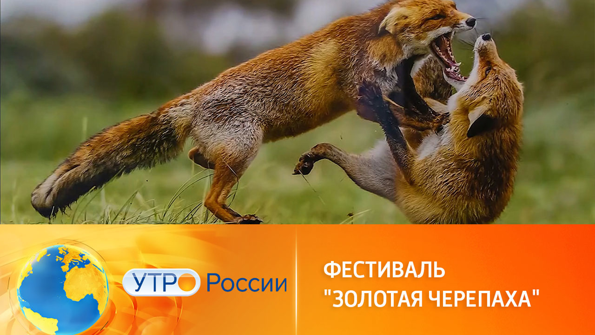 В залах Новой Третьяковки стартовал фестиваль "Золотая черепаха"