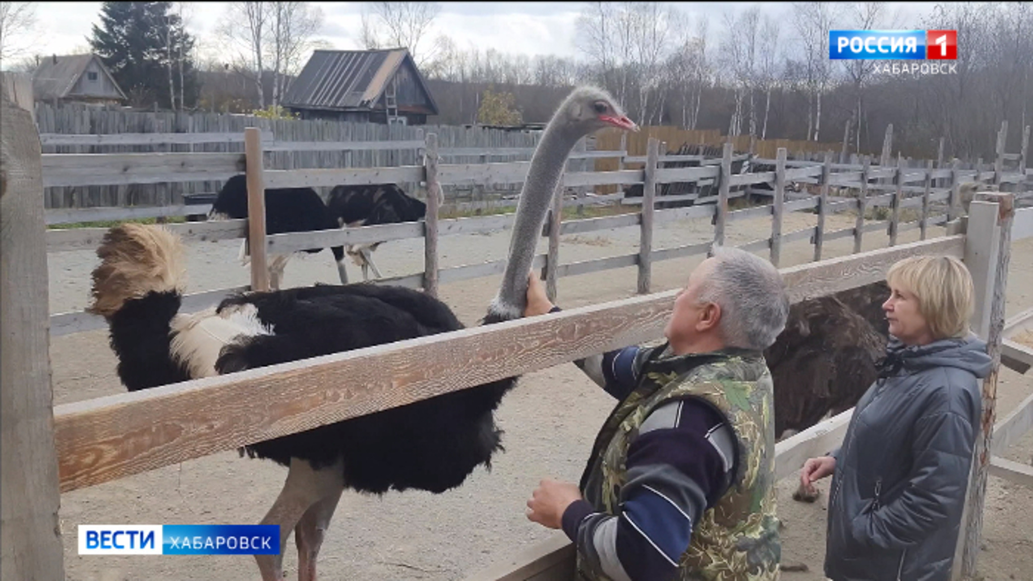 Пернатый "детский сад": пять птенцов страусов появились на ферме в Ванино