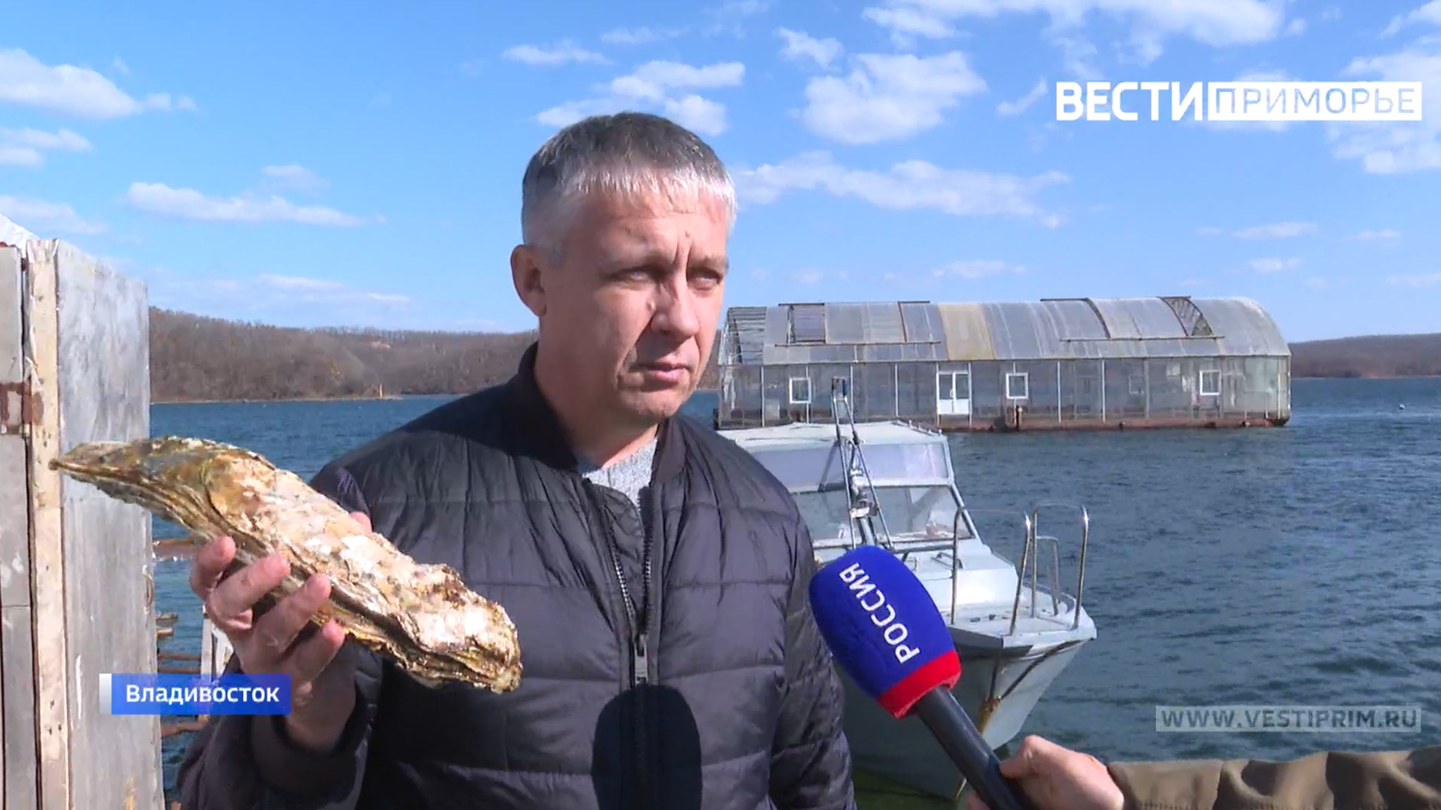 "Мать" всех устриц поймали возле Русского острова