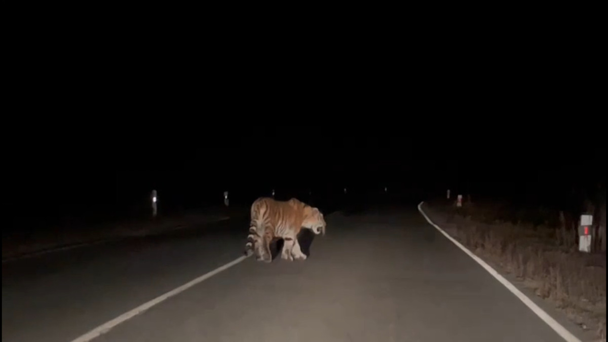 Кадры встречи людей с тигром в Приморье попали на видео