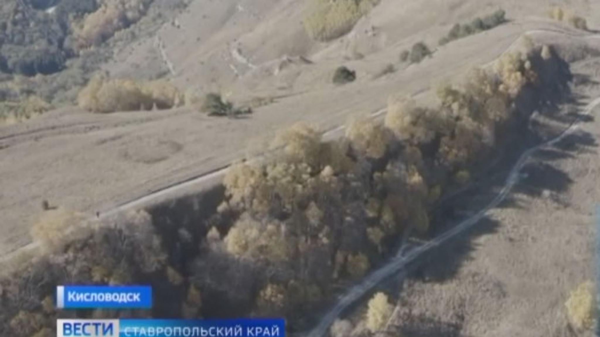 Новый сосновый лес высадили в Кисловодске