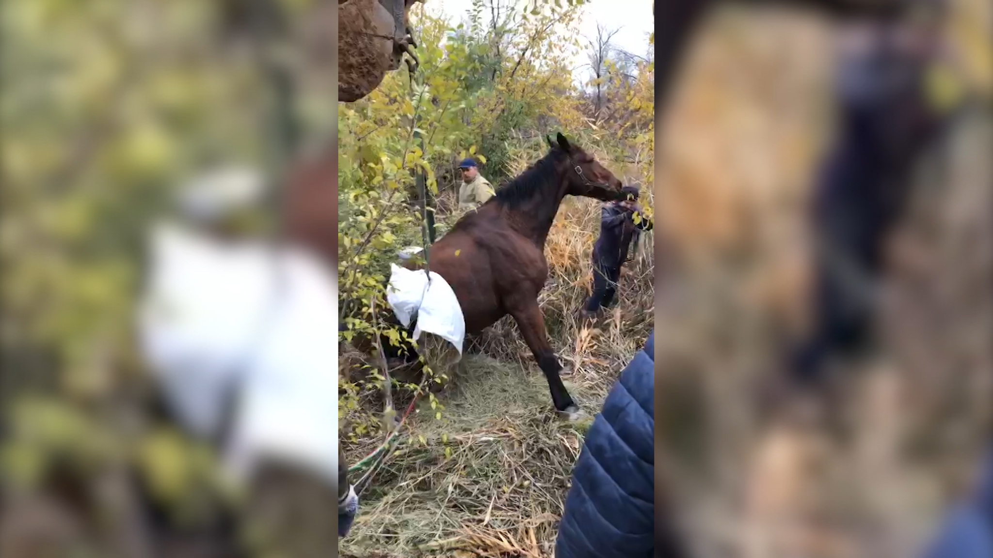 Пришлось вызволять коня: волжские спасатели провели необычную операцию