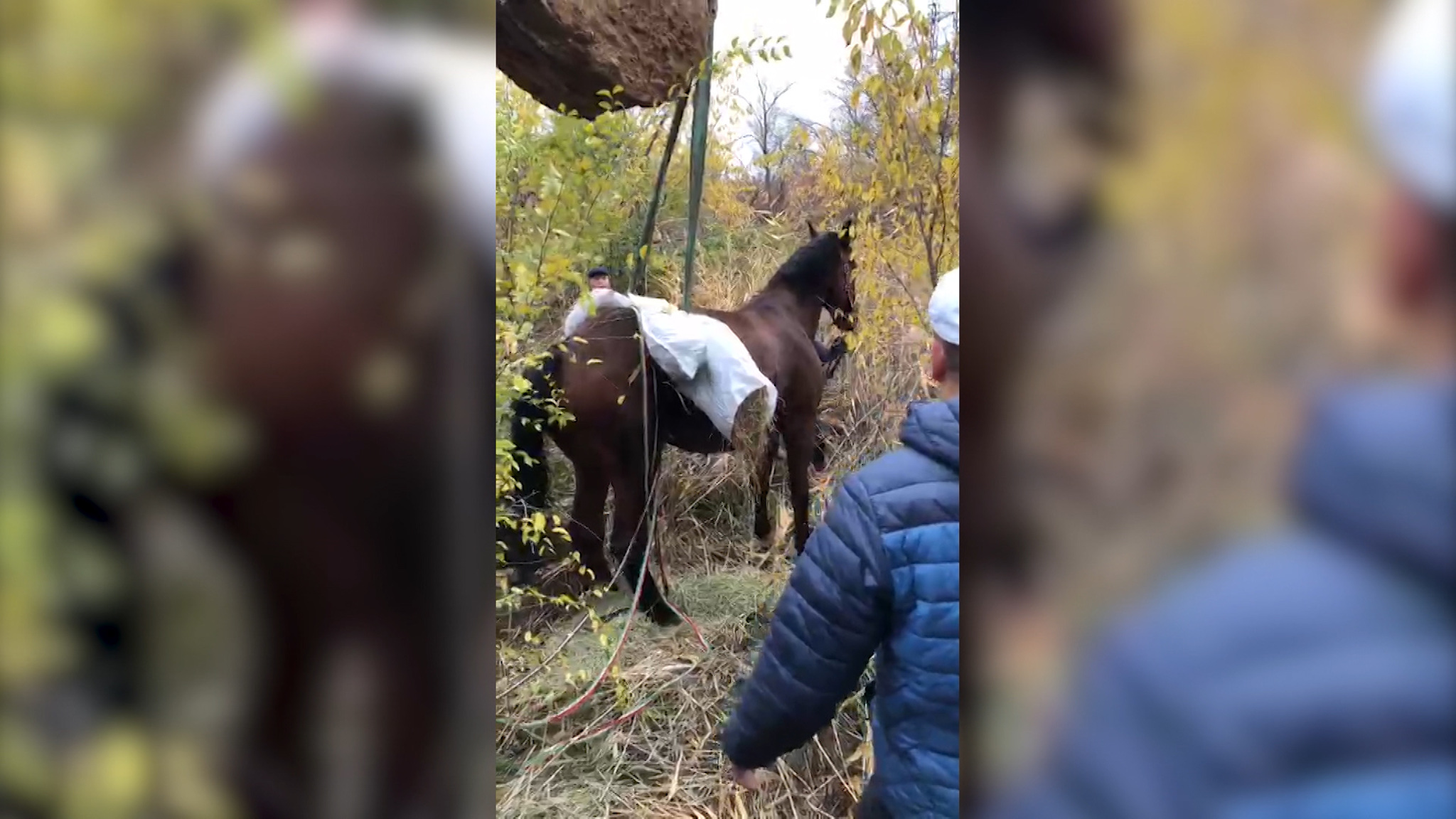 Вышел прогуляться: в Волжском спасли попавшего в канализационный колодец коня