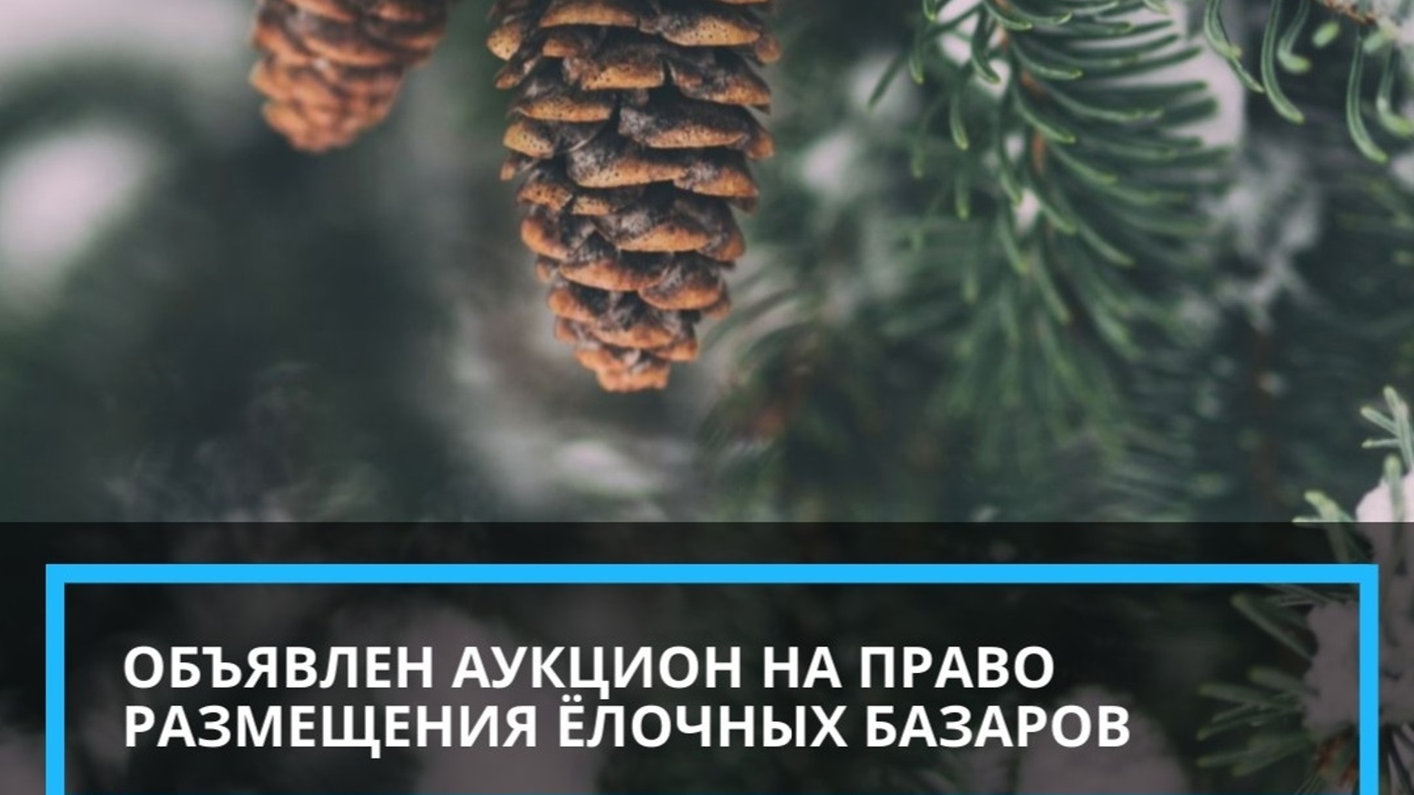 В Йошкар-Оле планируется открыть три елочных базара